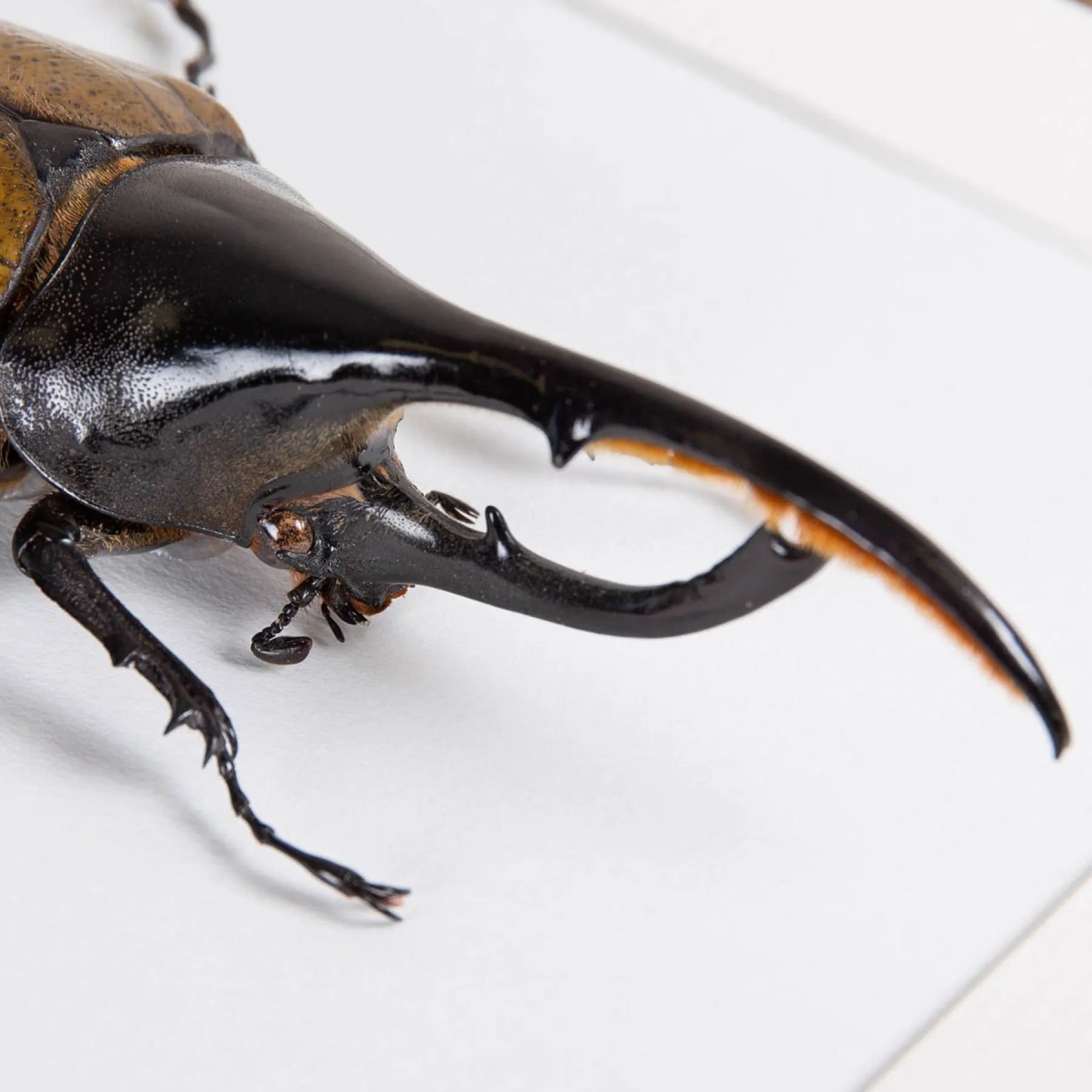 Minibeast The Hercules Beetle In Box Frame (Dynastes hercules)