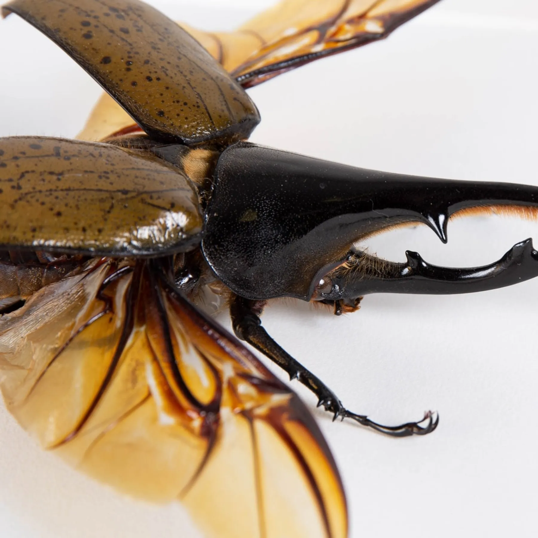 Hercules Beetle In Box Frame (Dynastes hercules lichyi) Minibeast Hercules Beetle In Box Frame (Dynastes hercules lichyi)