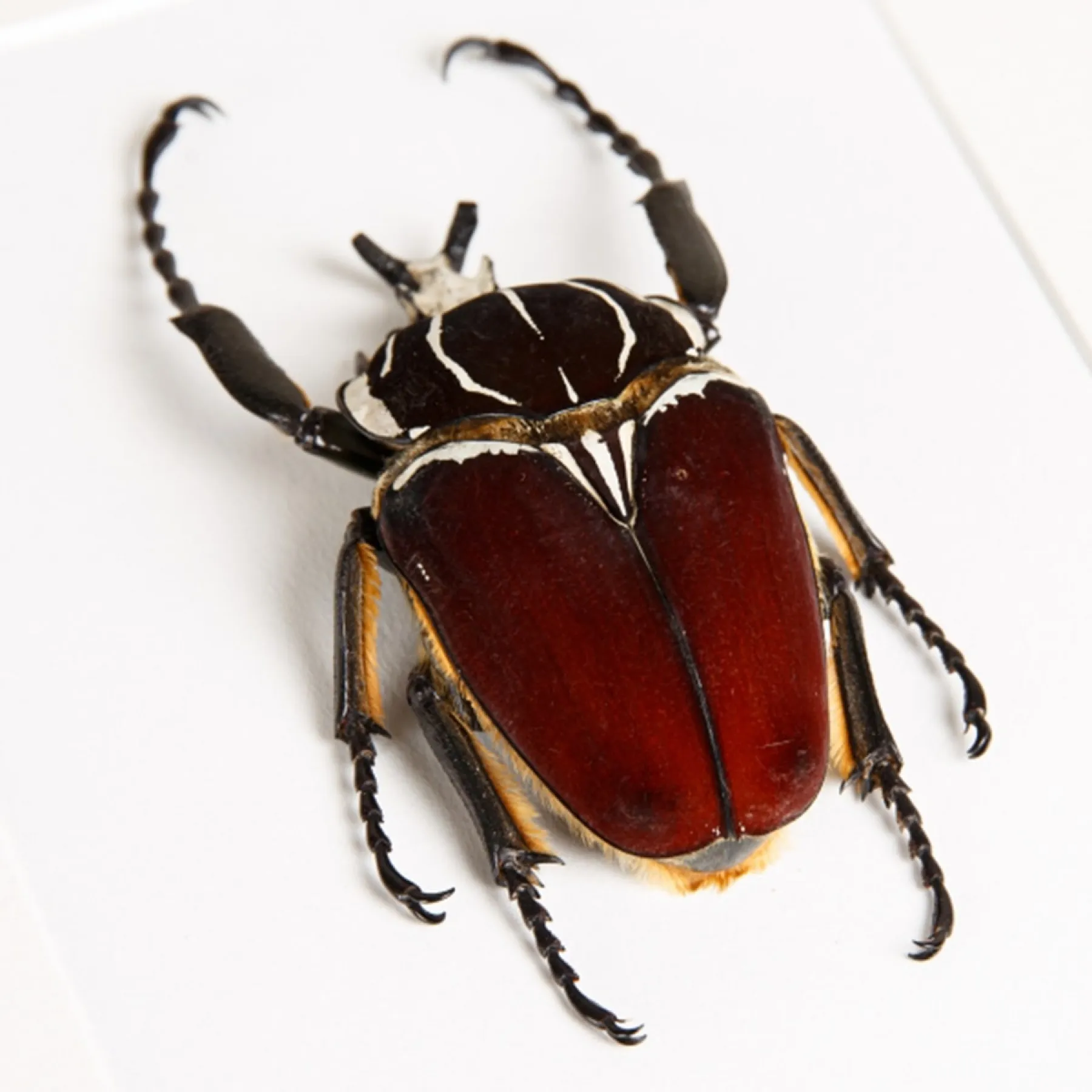 Goliath Beetle In Box Frame (Goliathus goliatus) Minibeast Goliath Beetle In Box Frame (Goliathus goliatus)