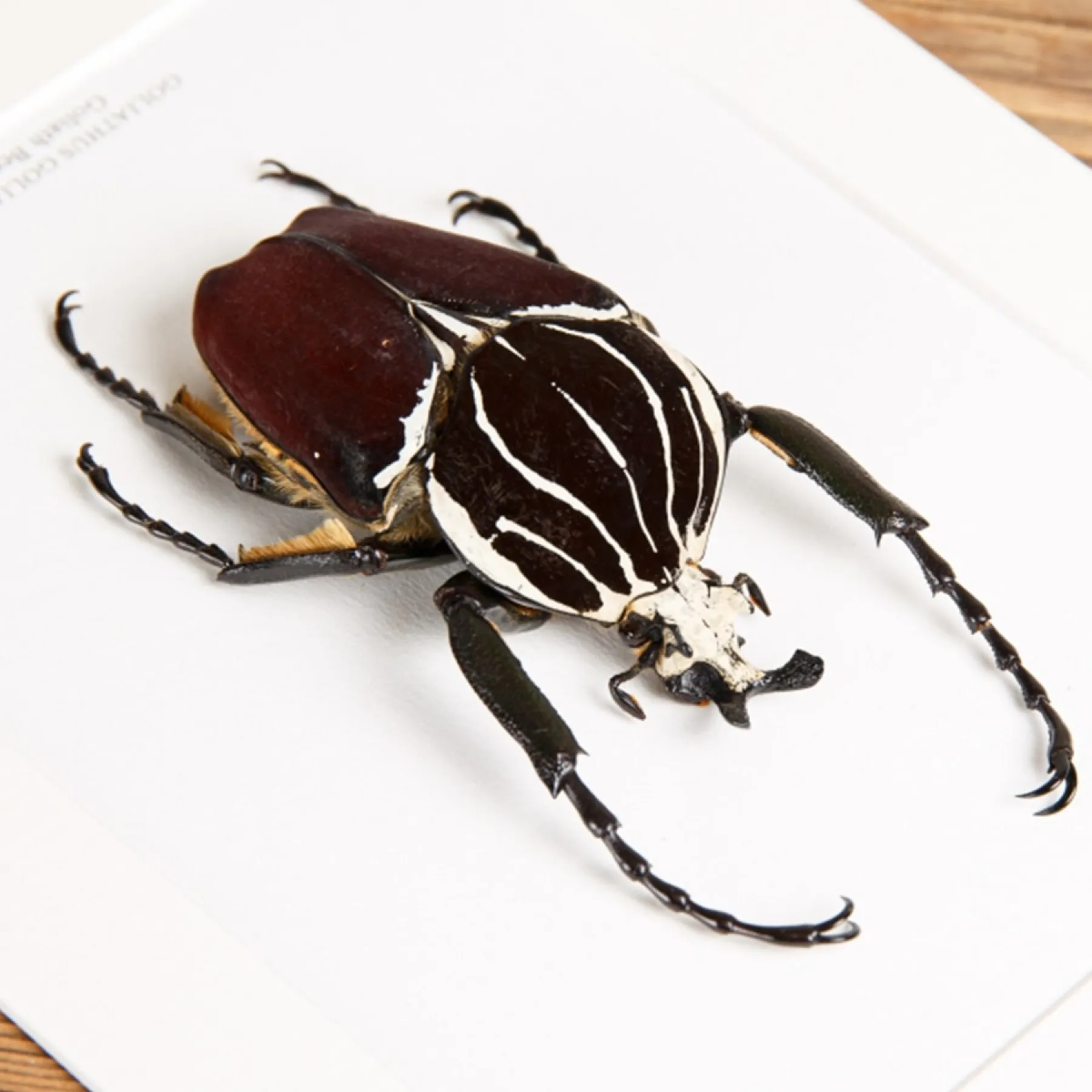 Goliath Beetle In Box Frame (Goliathus goliatus) Minibeast Goliath Beetle In Box Frame (Goliathus goliatus)