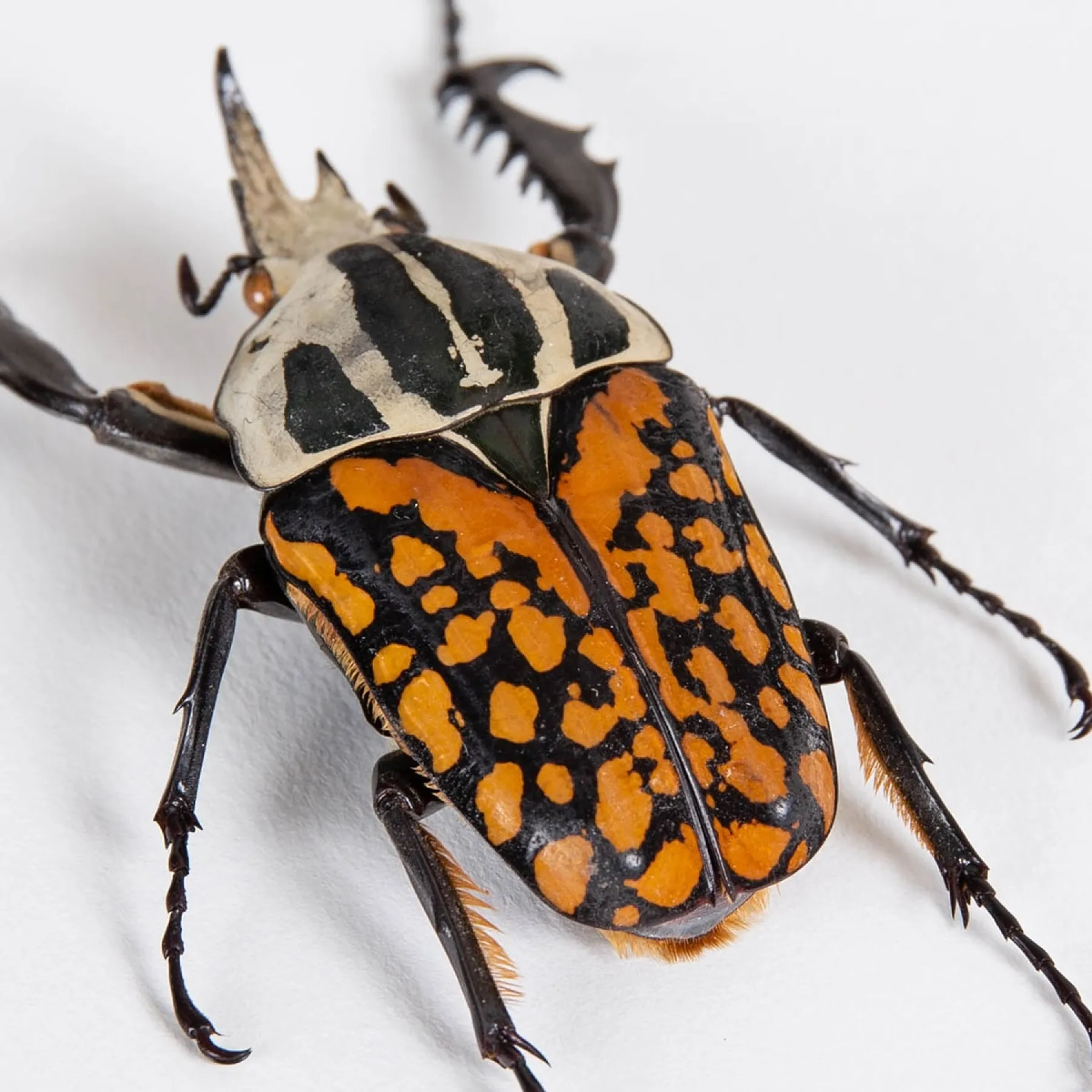 Minibeast African Flower Beetle In Box Frame (Mecynorrhina oberthuri decorata)