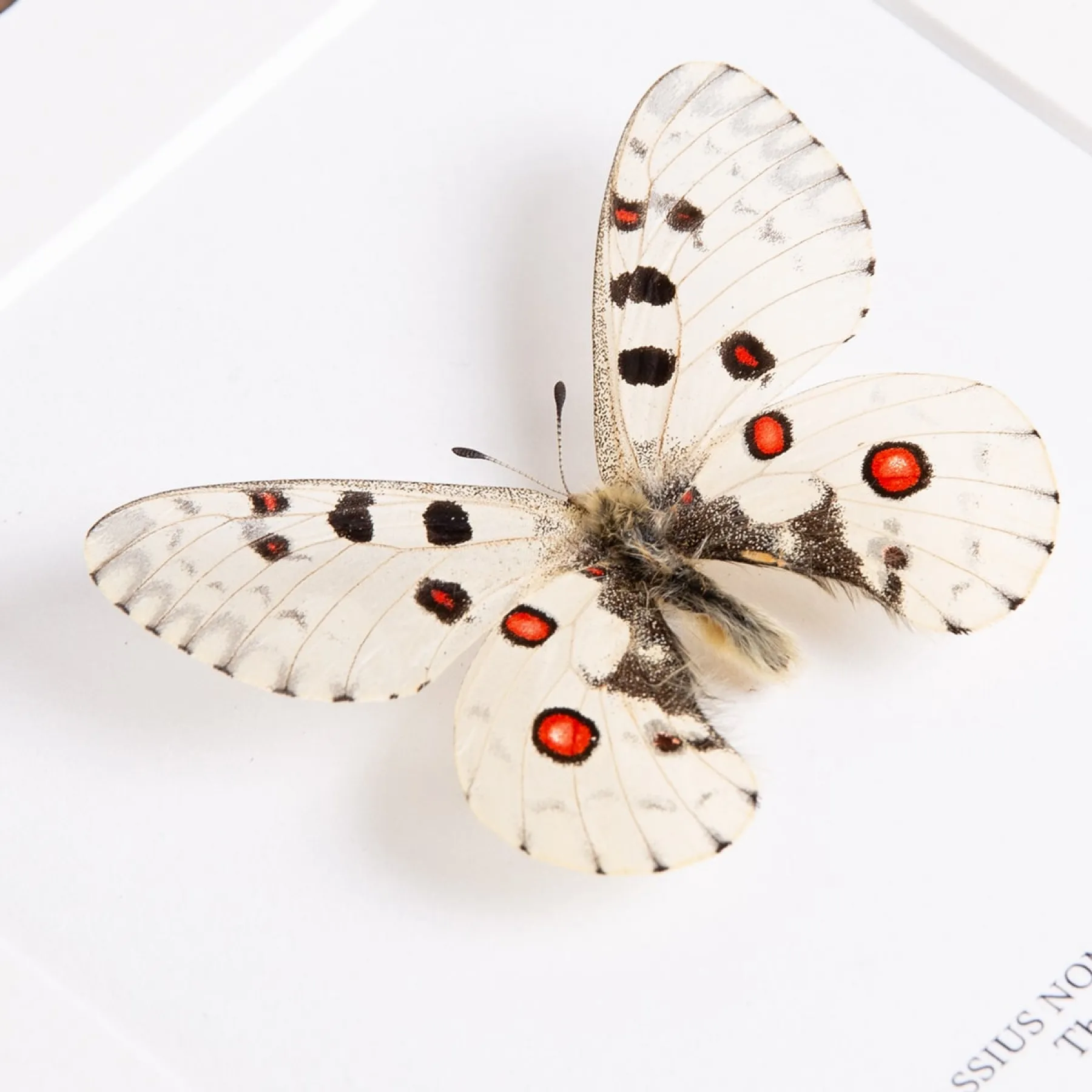 Minibeast Nomion Butterfly In Box Frame (Parnassius nomion richtofeni)