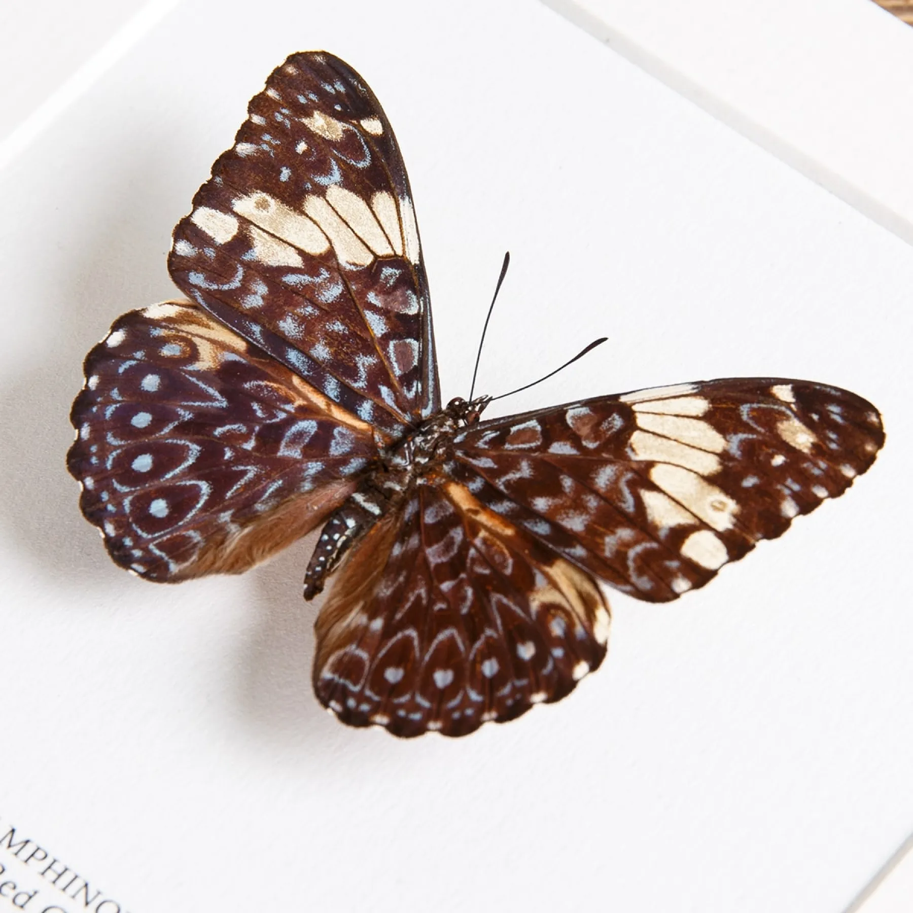The Red Cracker Butterfly In Box Frame (Hamadryas amphinome mexicana) Minibeast The Red Cracker Butterfly In Box Frame (Hamadryas amphinome mexicana)