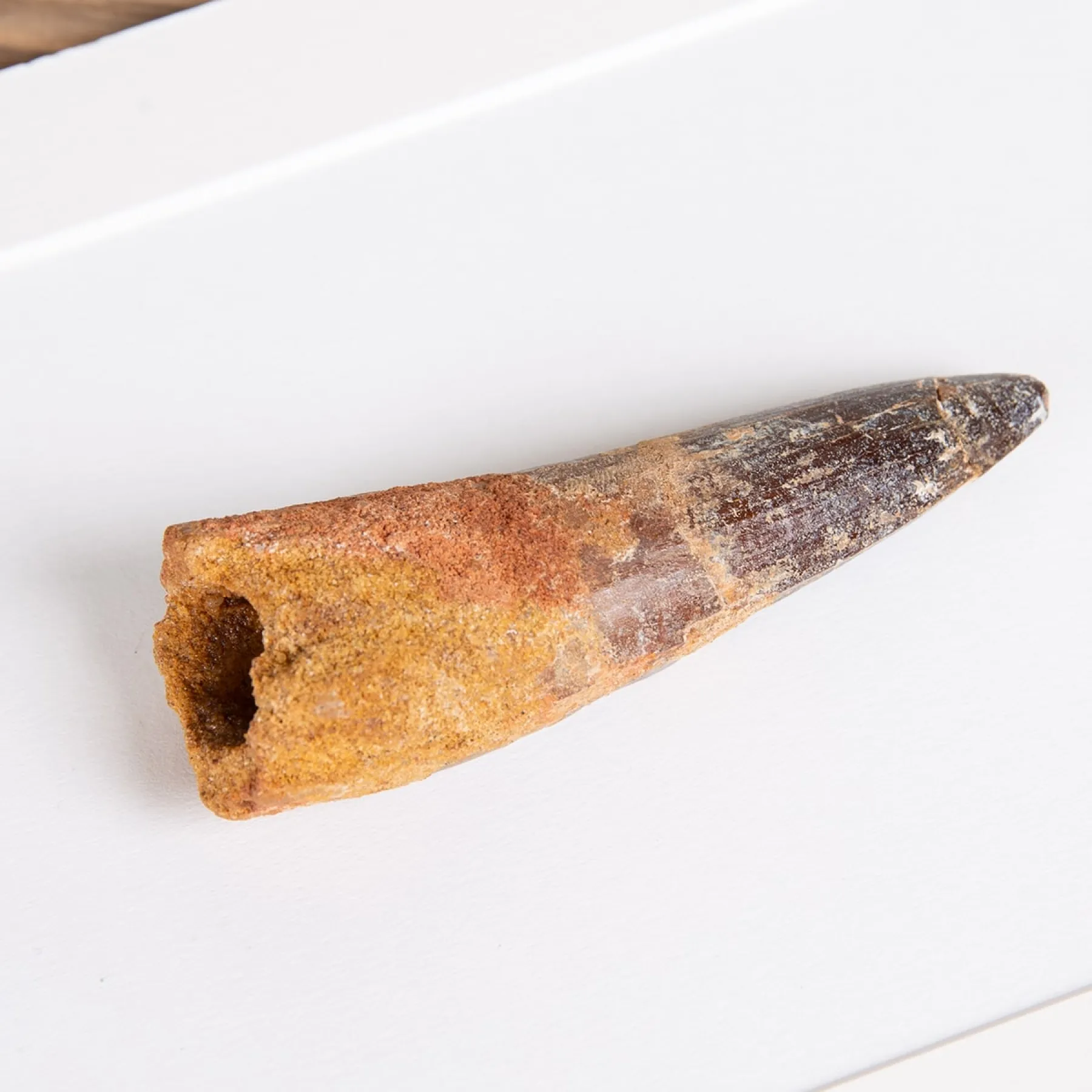 Minibeast XL Spinosaurus Dinosaur Tooth Fossil (Spinosaurus aegyptiacus)