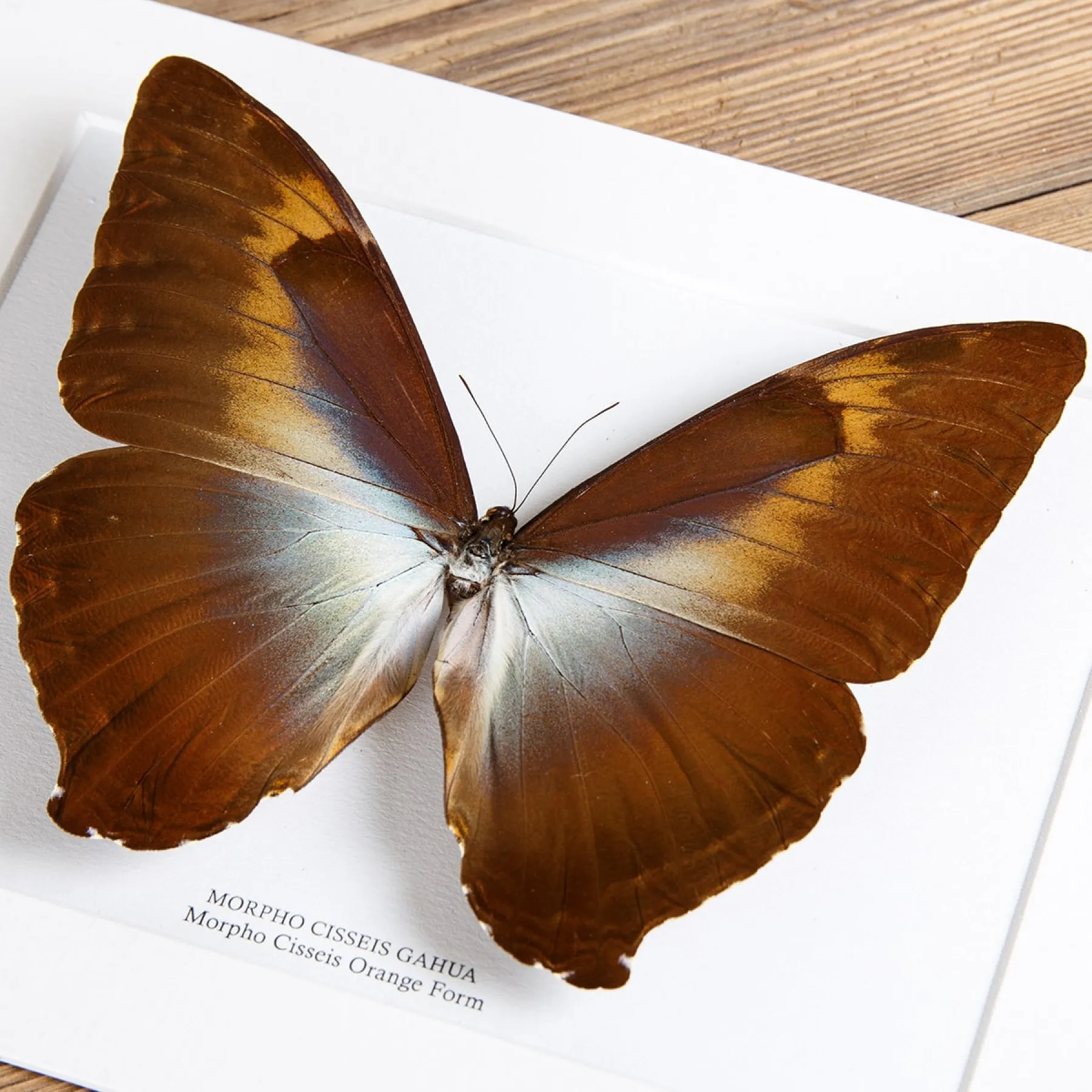Morpho Cisseis Orange Form Butterfly In Box Frame (Morpho cisseis gahua)