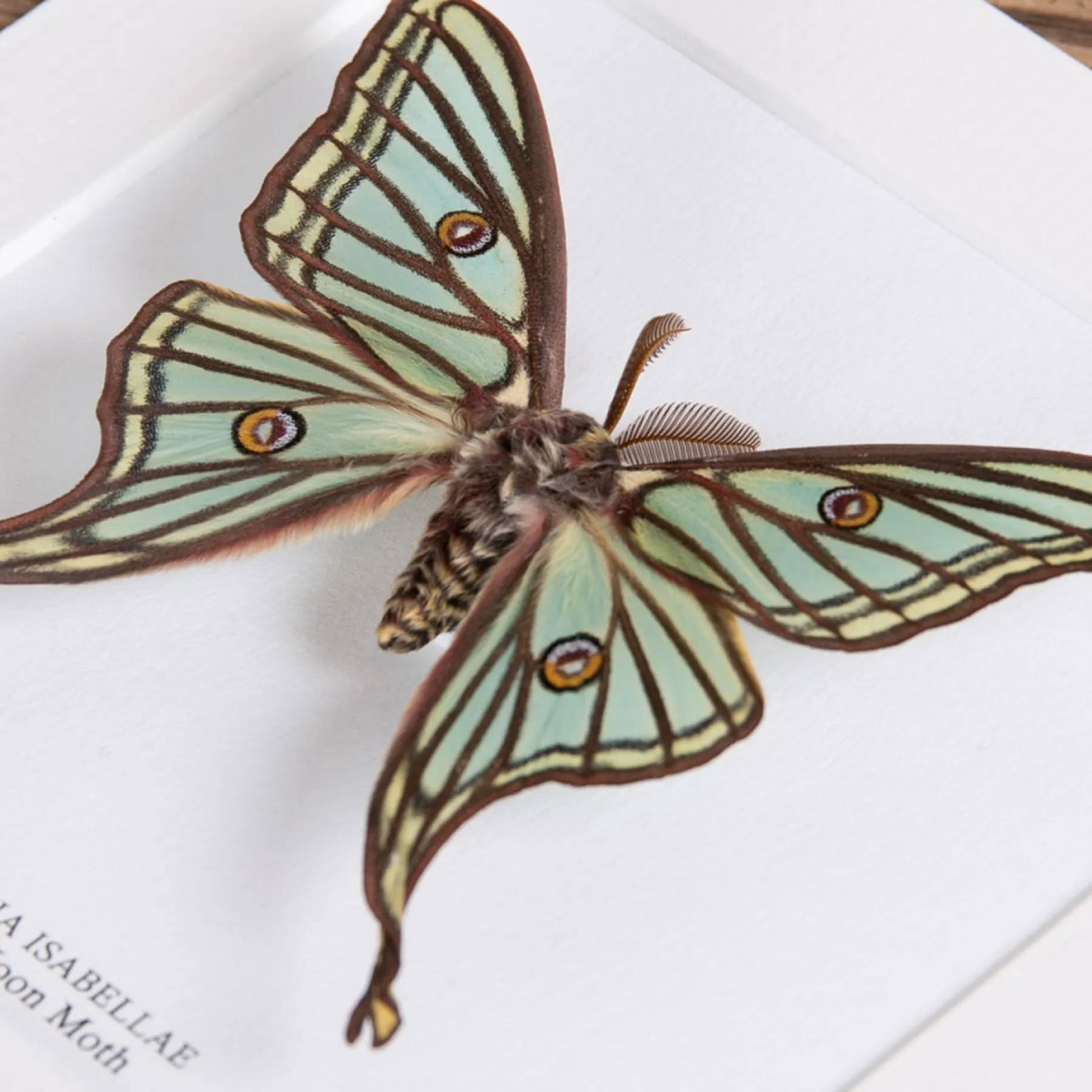 Spanish Moon Moth In Box Frame (Graellsia isabellae)