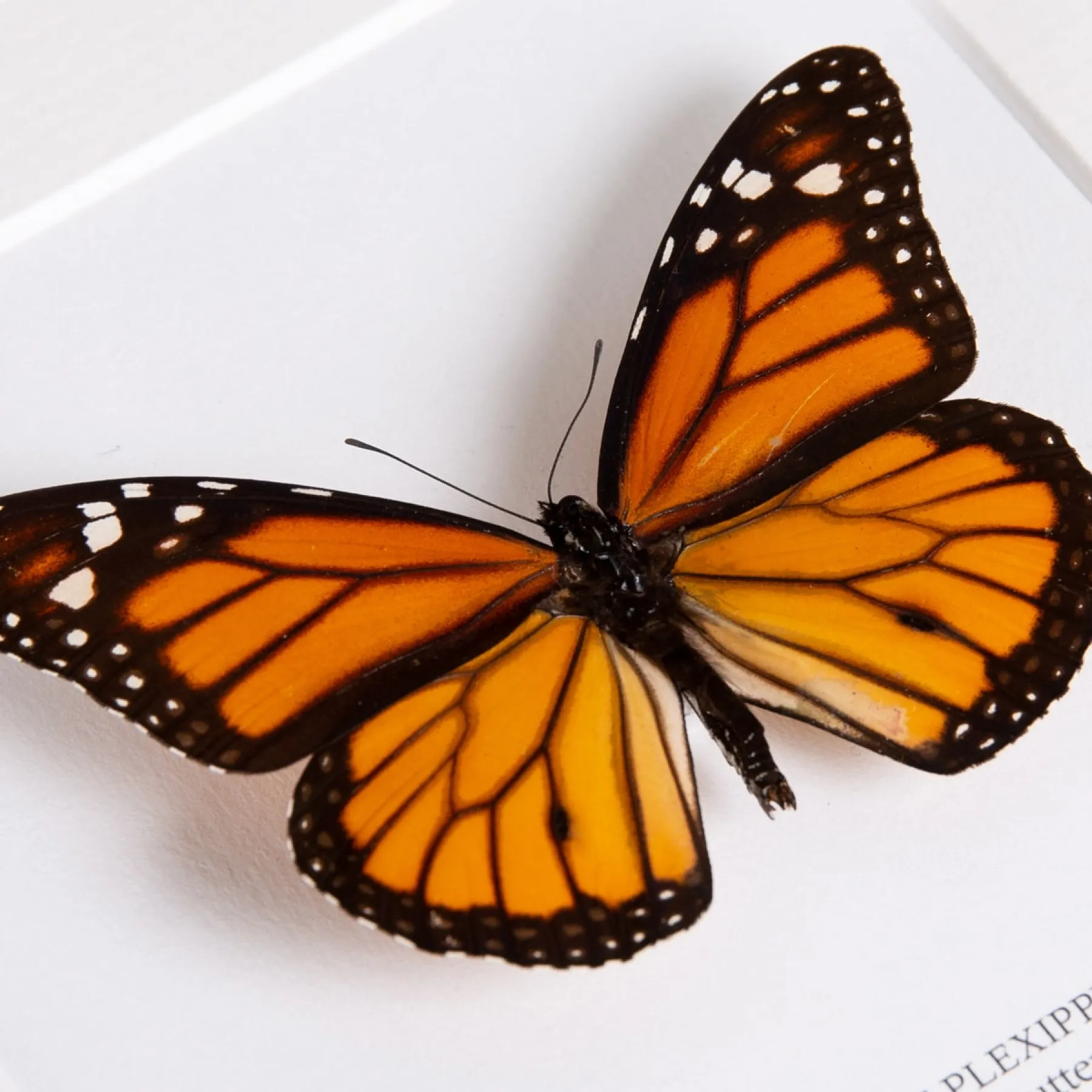 Monarch Butterfly In Box Frame (Danaus plexippus) Minibeast Monarch Butterfly In Box Frame (Danaus plexippus)