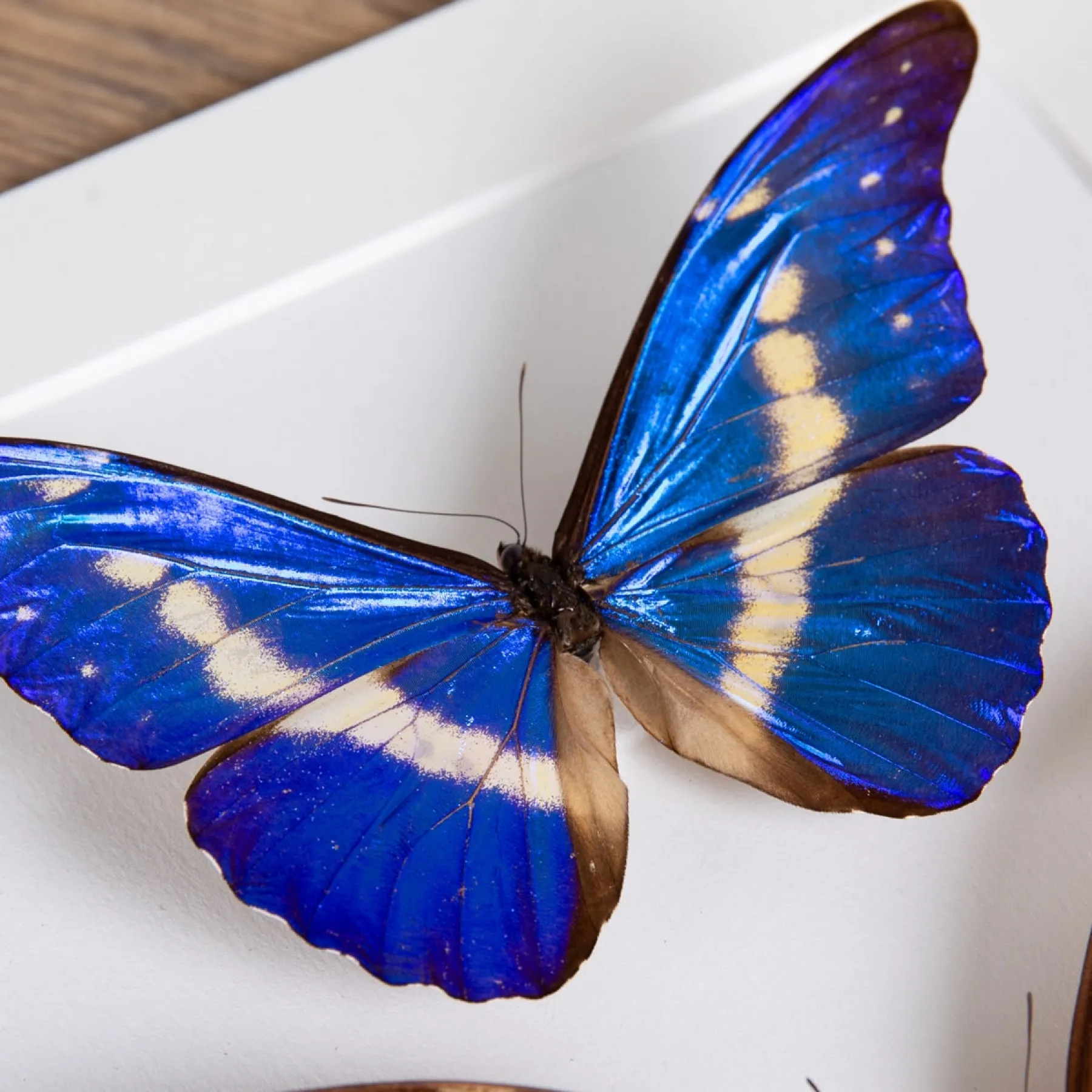 Helena Morpho Butterfly Male & Female Pair In Box Frame (Morpho