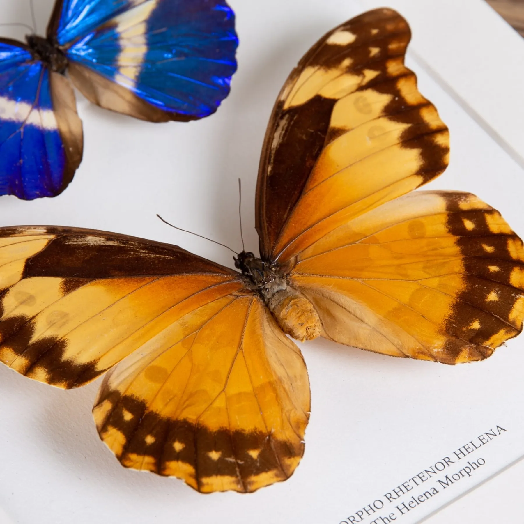 Female Helena Morpho Butterfly (Morpho rhetenor helena) Minibeast Female Helena Morpho Butterfly (Morpho rhetenor helena)