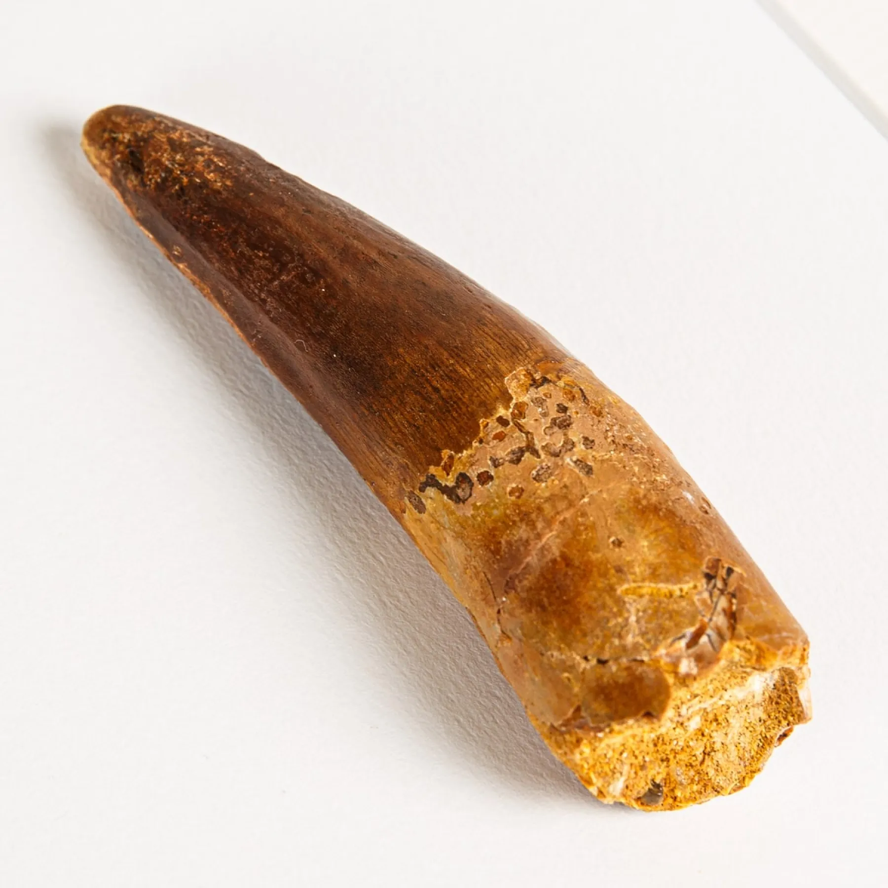 Minibeast Collector Grade Spinosaurus Dinosaur Tooth Fossil in Box Frame (Spinosaurus aegyptiacus)