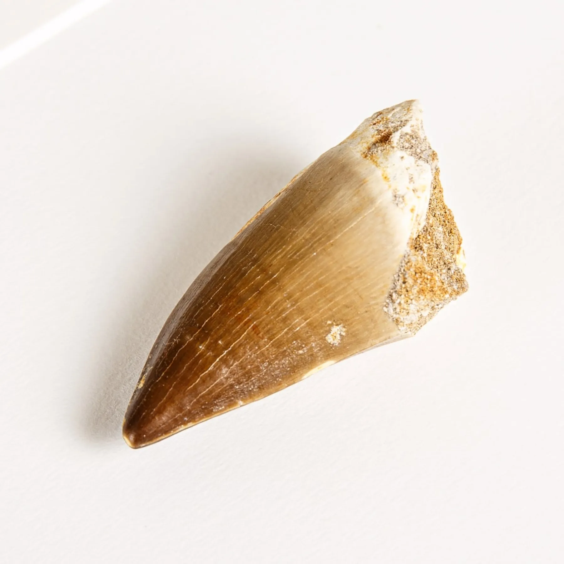 Minibeast fossile di dente di dinosauro mosasauro xl in cornice (Mosasauridae sp)