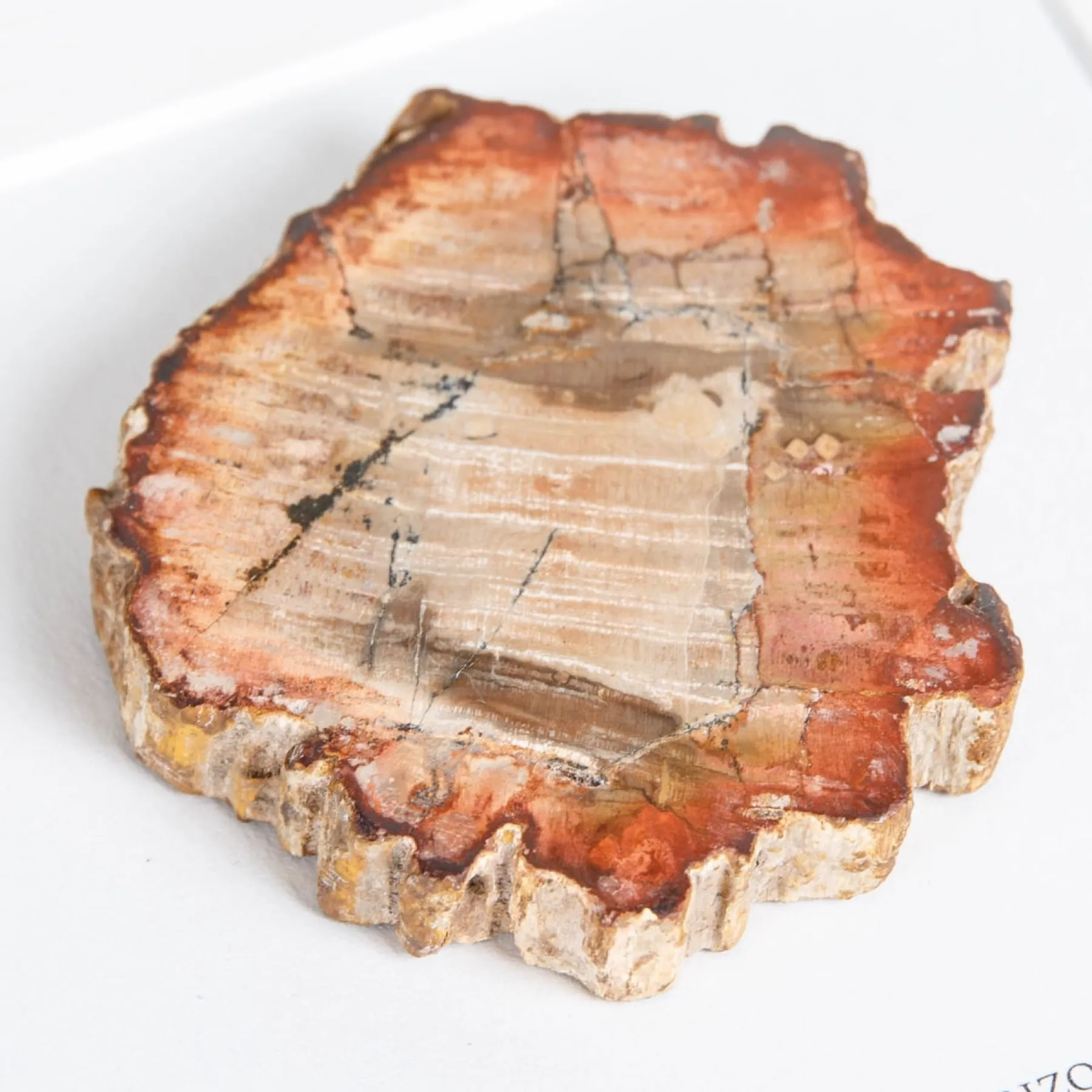 Minibeast Legno Fossile in Cornice (Araucarioxylon arizonicum)