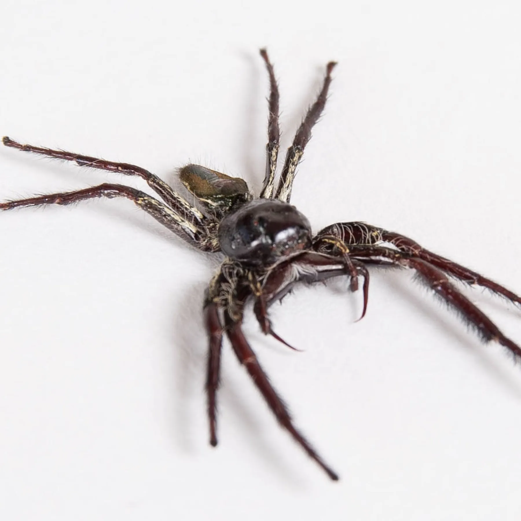 Worlds Largest Giant Jumping Spider In Box Frame (Hyllus giganteus) Minibeast Worlds Largest Giant Jumping Spider In Box Frame (Hyllus giganteus)
