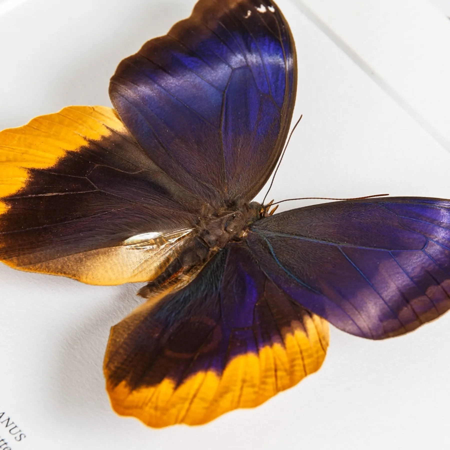 Minibeast Goldrandige Eule Schmetterling im Rahmen (Caligo uranus)