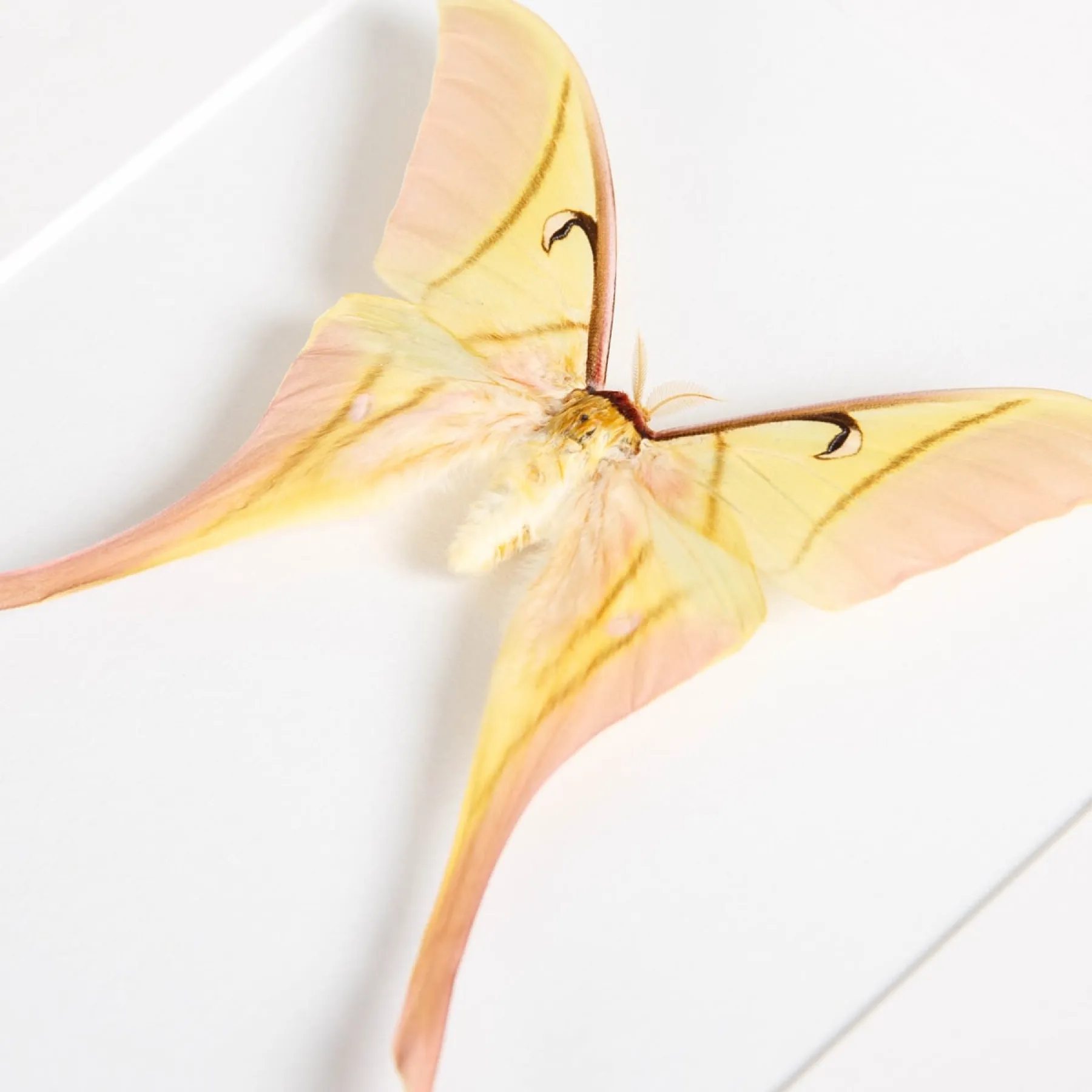Minibeast Rarely Seen Pink Spirit Moth In Box Frame (Actias rhodopneuma)