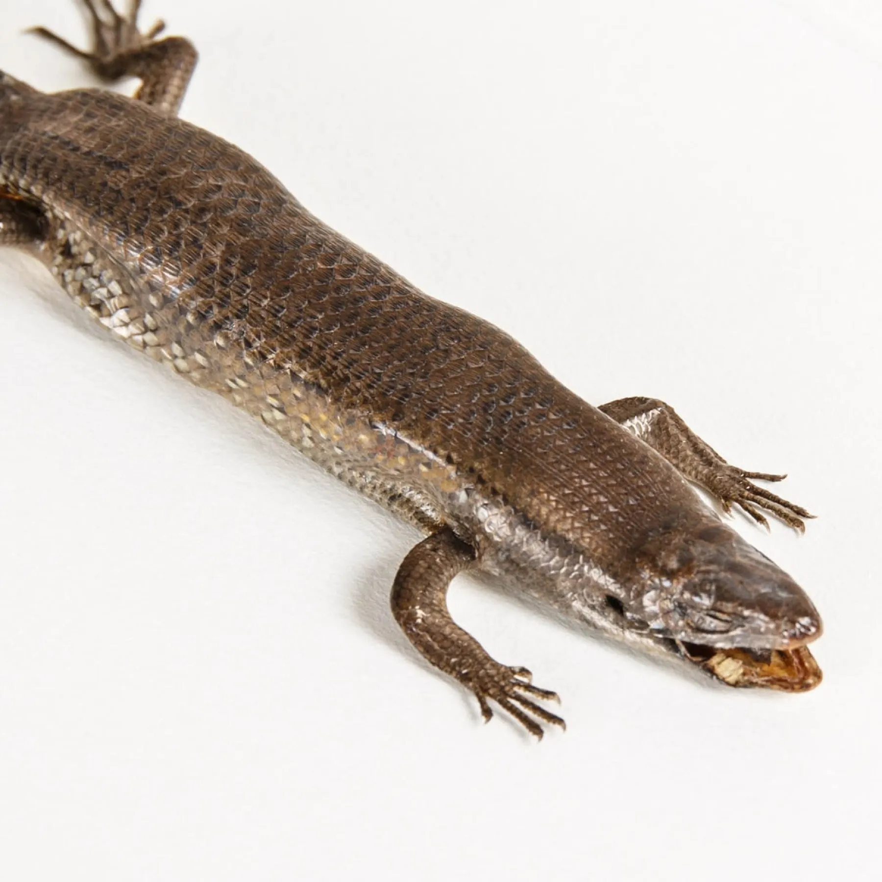 Minibeast East Indian Brown Mabuya In Box Frame (Eutropis multifasciata)