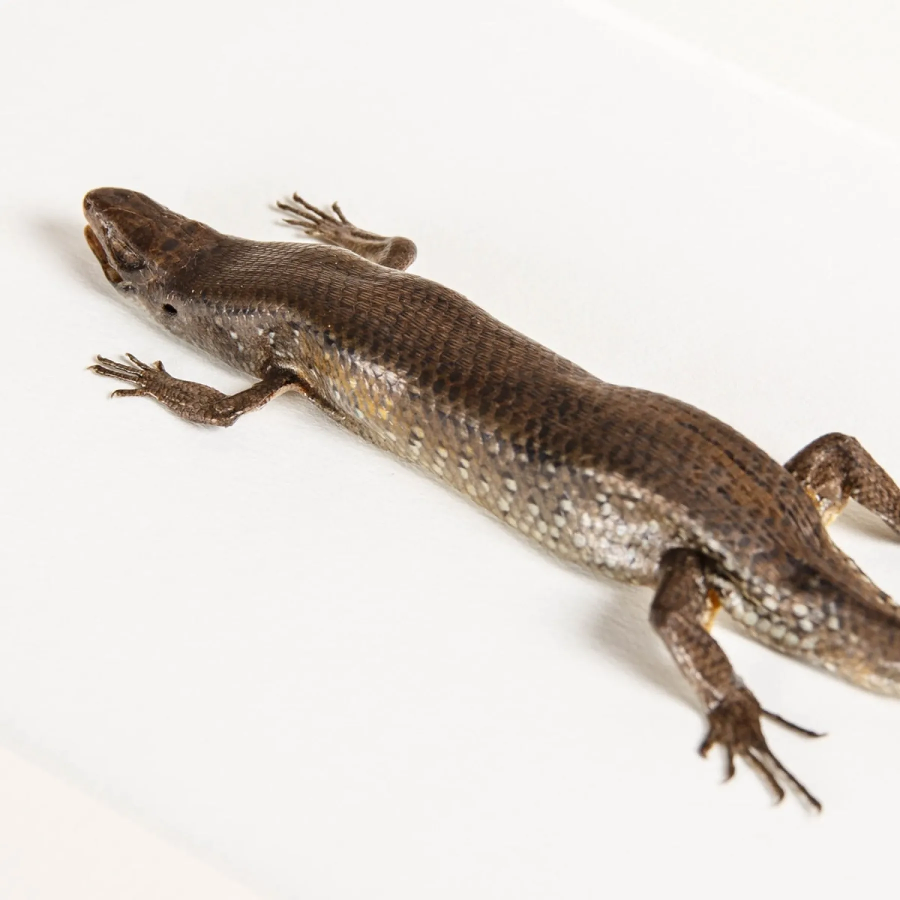 Minibeast East Indian Brown Mabuya In Box Frame (Eutropis multifasciata)