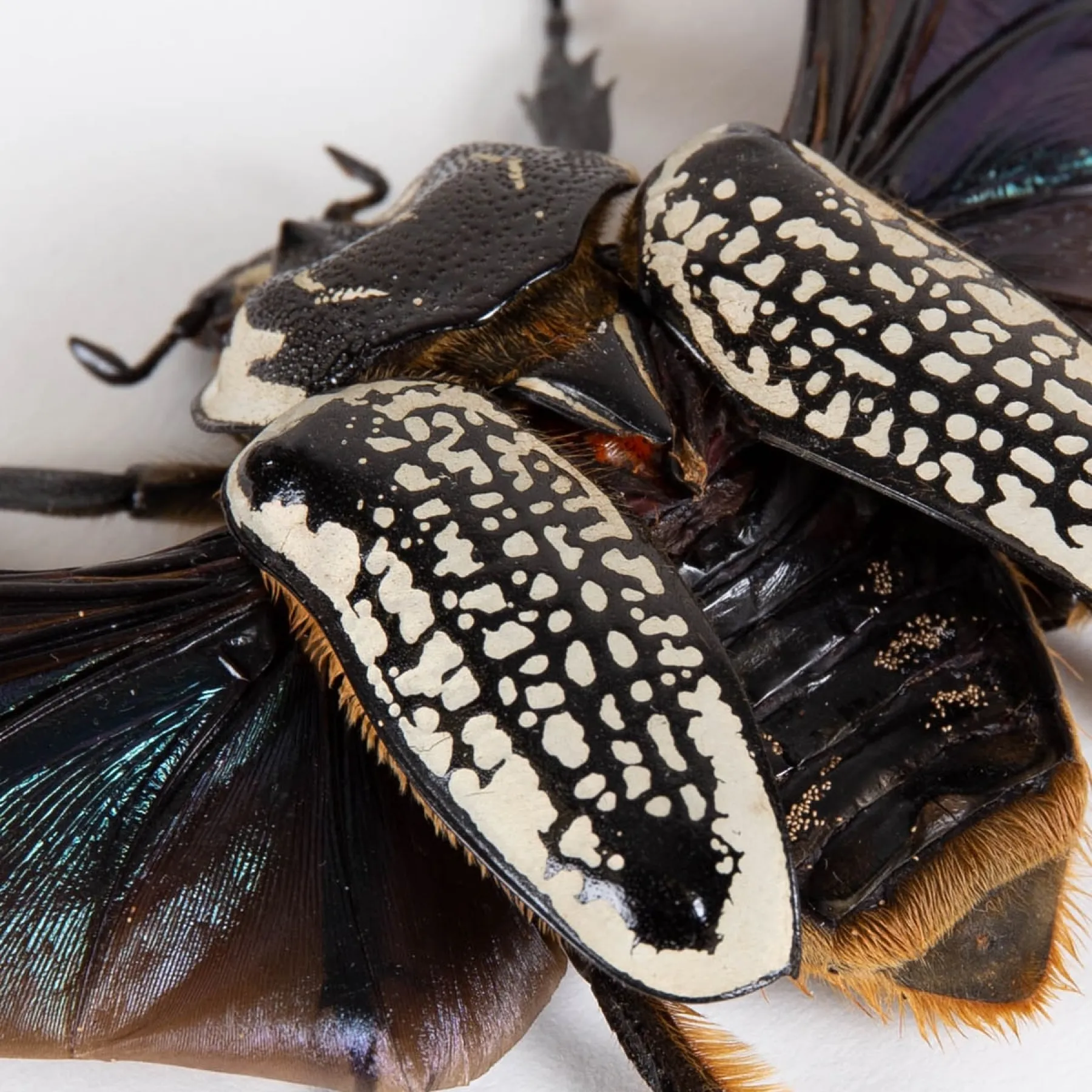 Minibeast Vrouwelijke Reusachtige Goliathkever in Lijst (Goliathus orientalis)