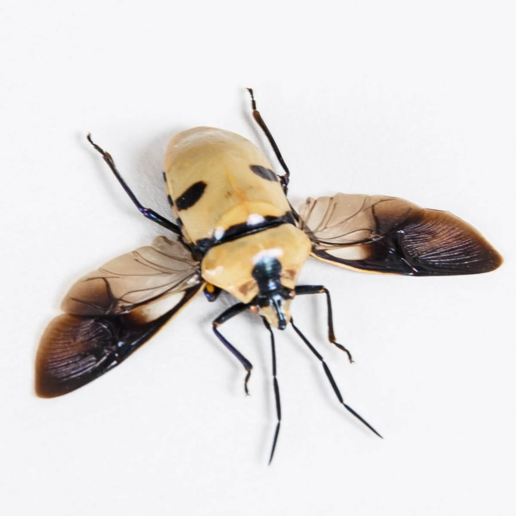 Death Head Bug with Wings Spread In Box Frame (Eucorysses grandis) Minibeast Death Head Bug with Wings Spread In Box Frame (Eucorysses grandis)