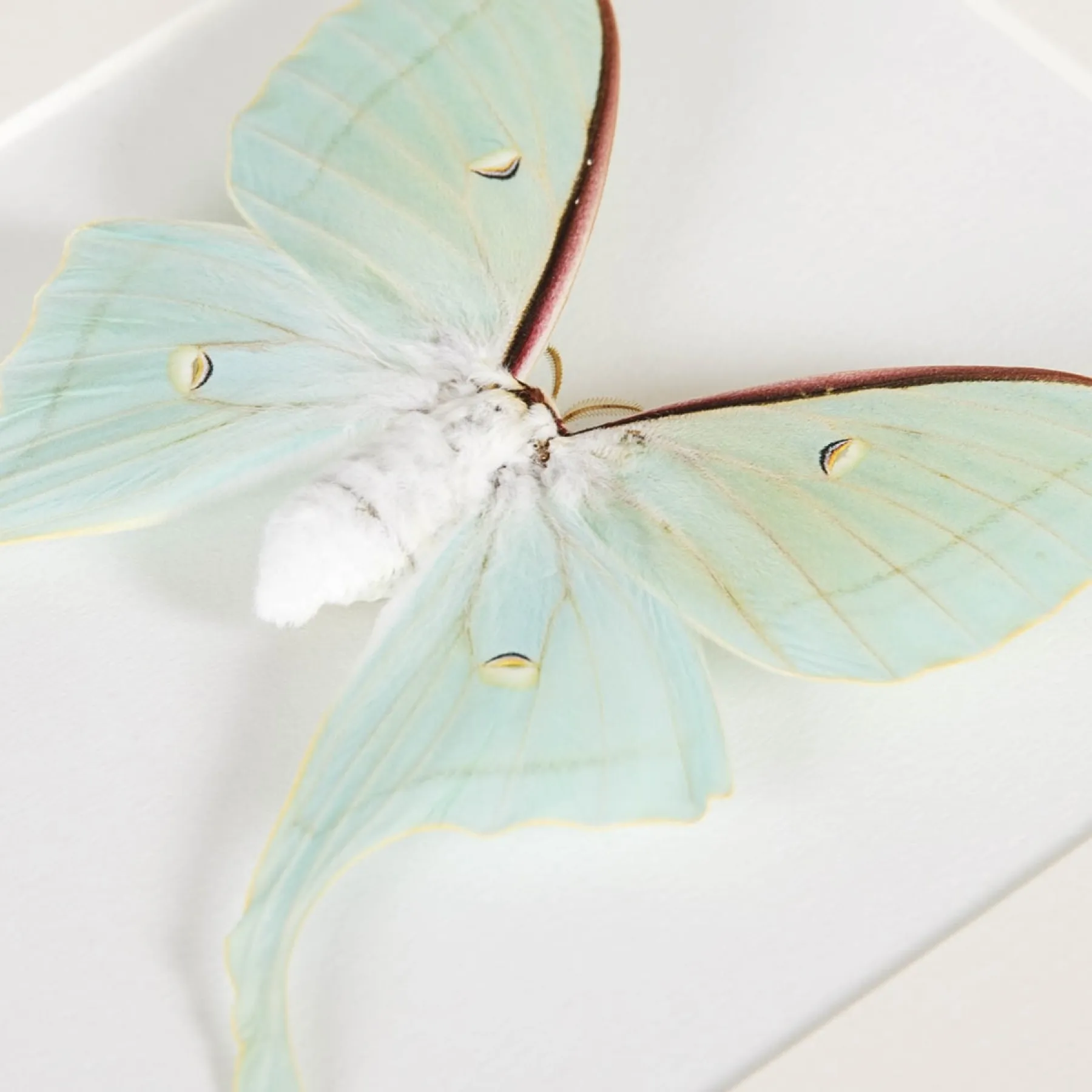 Minibeast Chinese Moon Moth In Box Frame (Actias ningpoana)