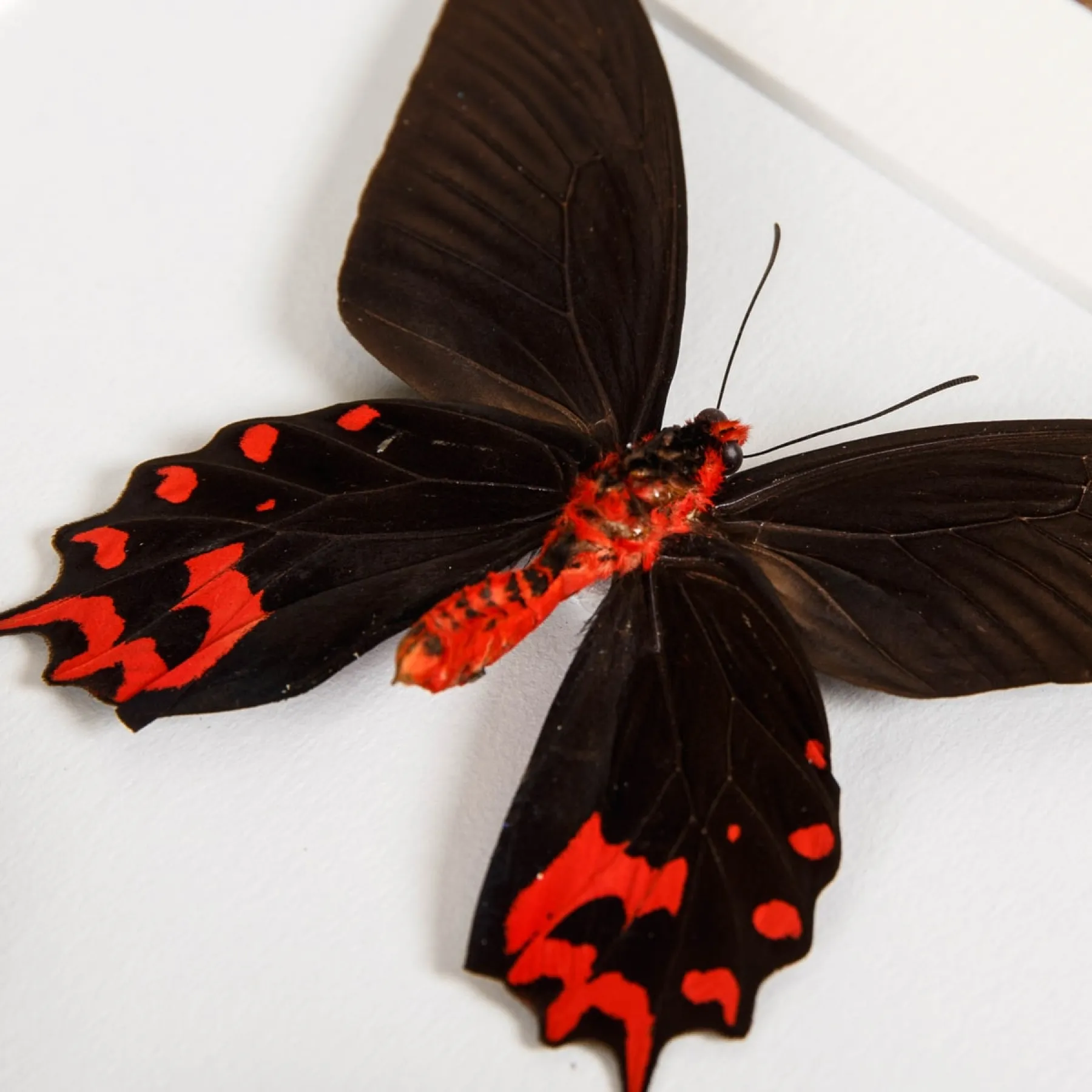 Minibeast Farfallina Ballerina Nera Maschio e Femmina coppia in Cornice (Atrophaneura semperi)