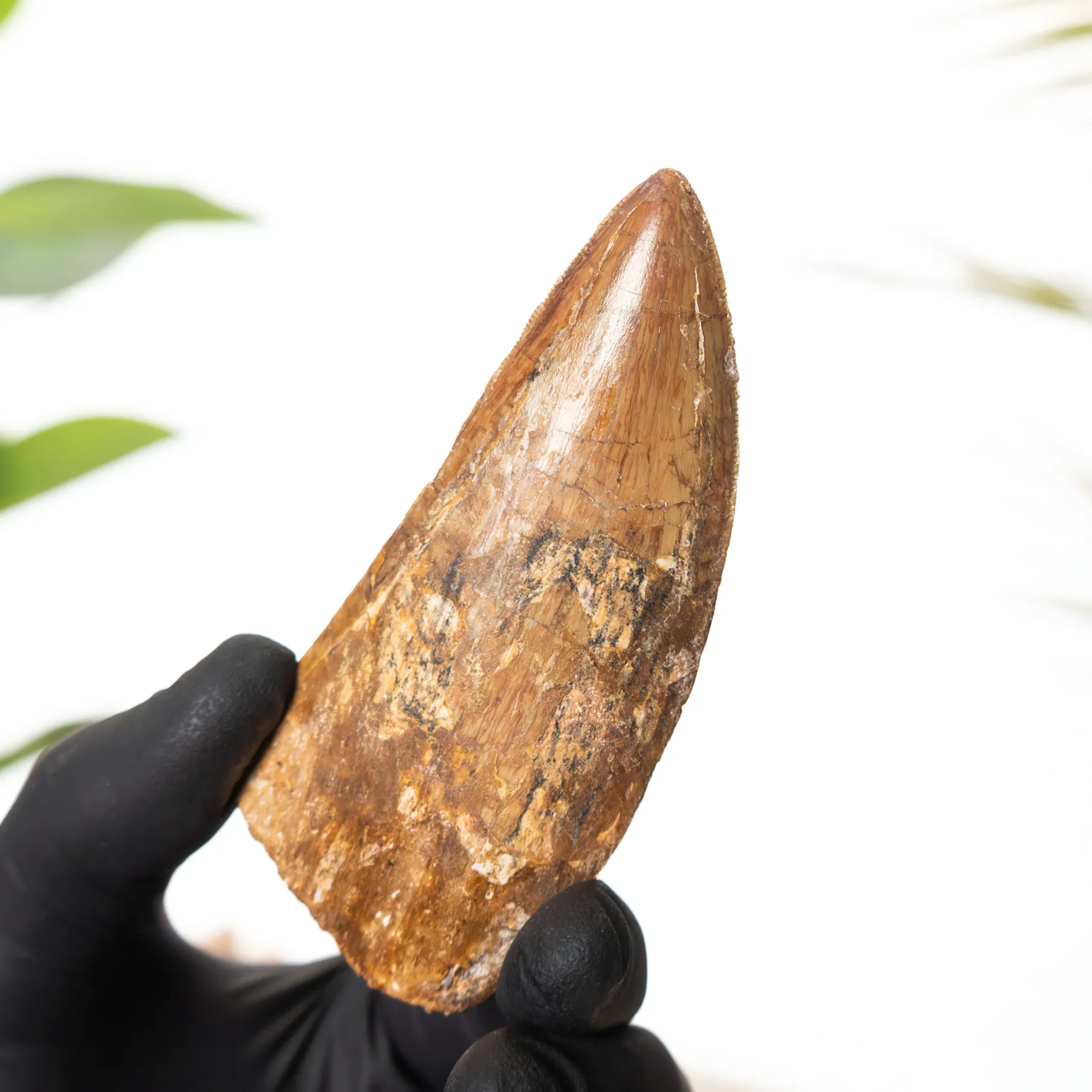 Minibeast 3,64 pouces "Type T. Rex Africain" Fossile de Dent de Dinosaure (Carcharodontosaurus saharicus)