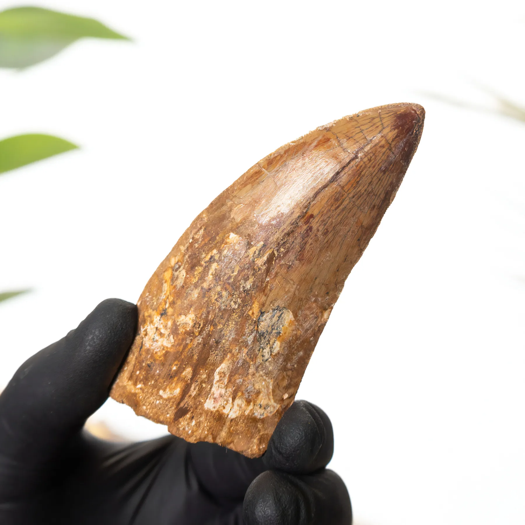 Minibeast 3,64 pouces "Type T. Rex Africain" Fossile de Dent de Dinosaure (Carcharodontosaurus saharicus)