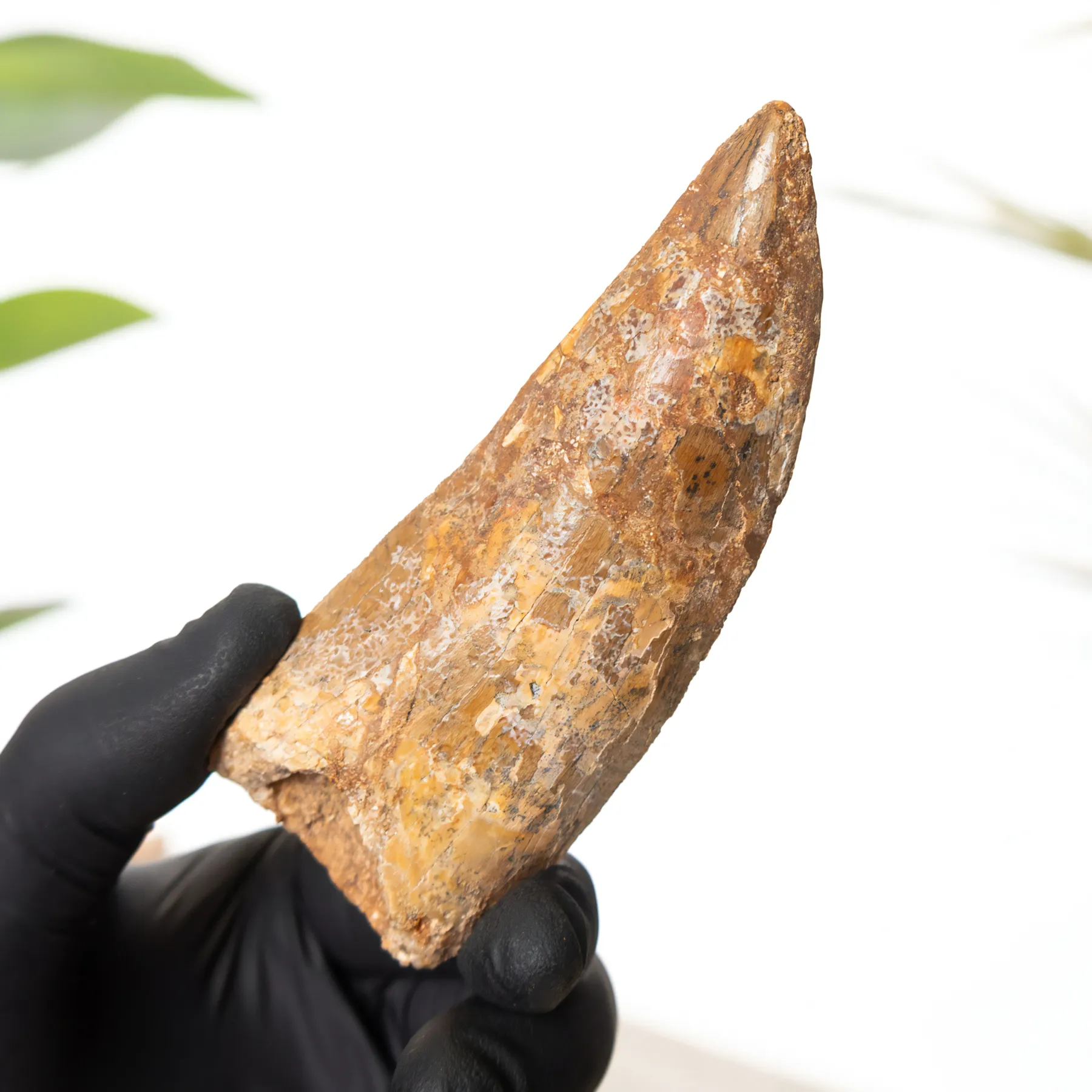 Minibeast 4,15 pouces "Type Africain T. Rex" Fossile de Dent de Dinosaure (Carcharodontosaurus saharicus)