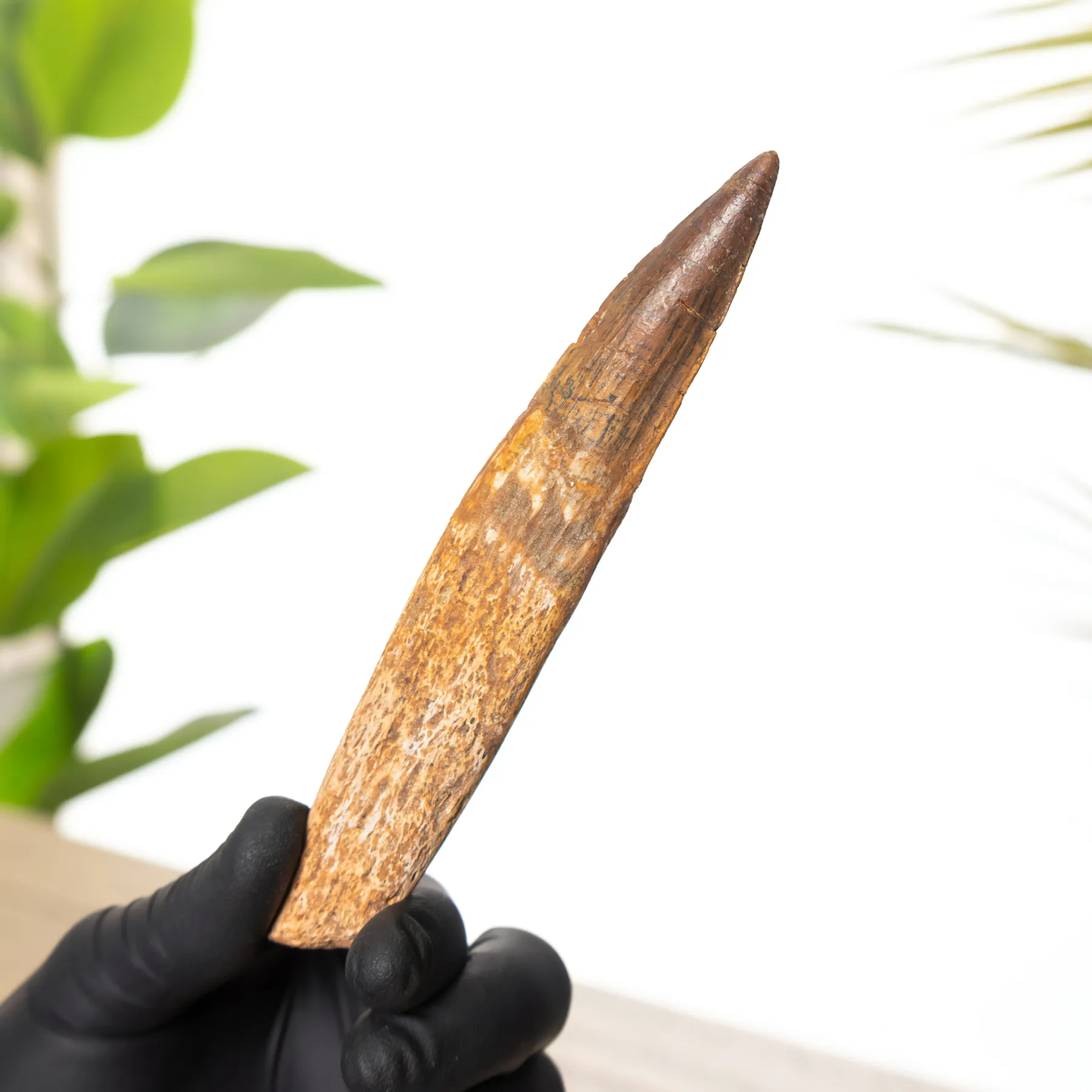 Minibeast Rare 5.53 inch Rooted Spinosaurus Tooth Fossil In Box Frame (Spinosaurus aegyptiacus)