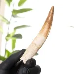 Minibeast 4.68 Inch Curved Spinosaurus Tooth Fossil (Spinosaurus aegyptiacus)