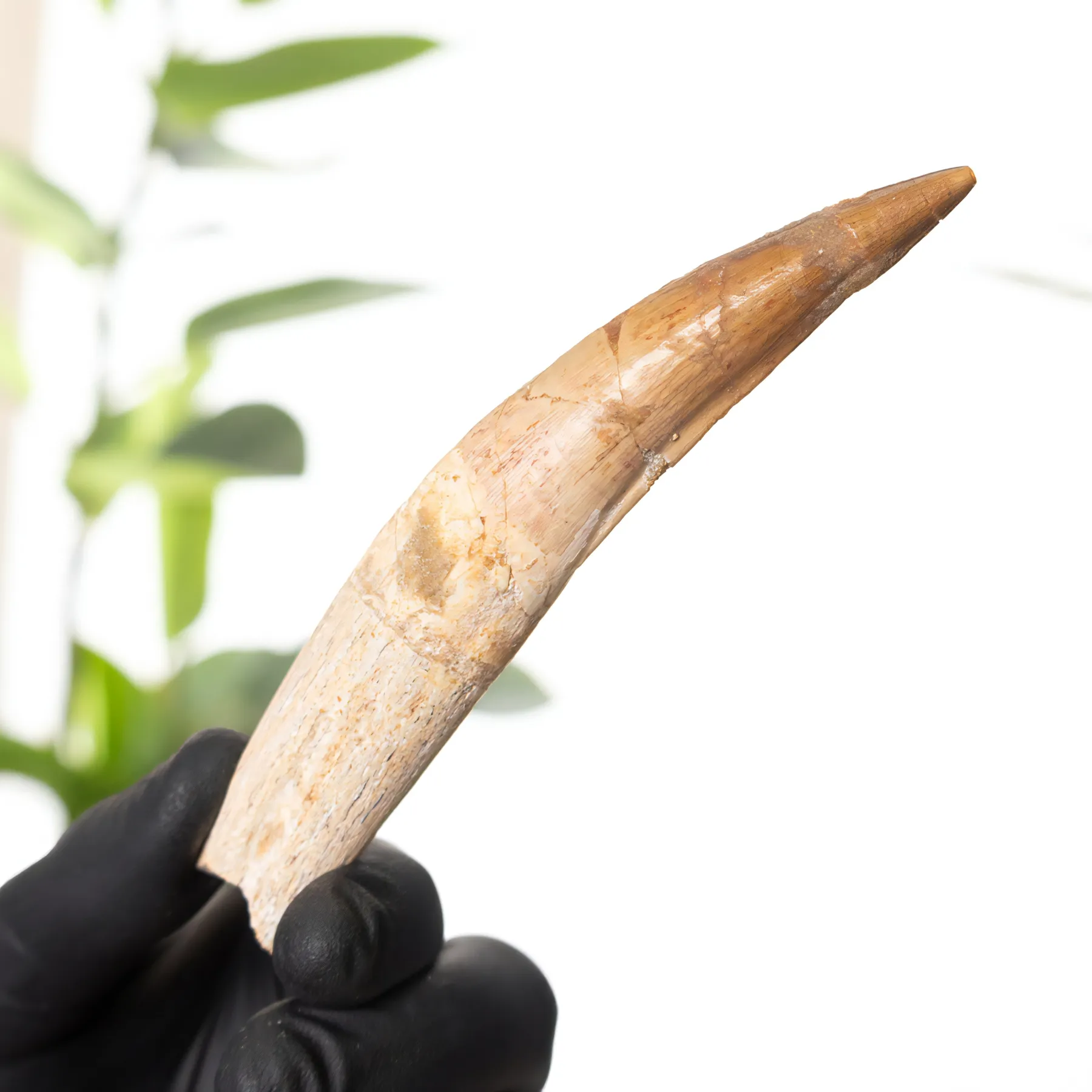 4.68 Inch Curved Spinosaurus Tooth Fossil (Spinosaurus aegyptiacus) 4.68 Inch Curved Spinosaurus Tooth Fossil (Spinosaurus aegyptiacus)