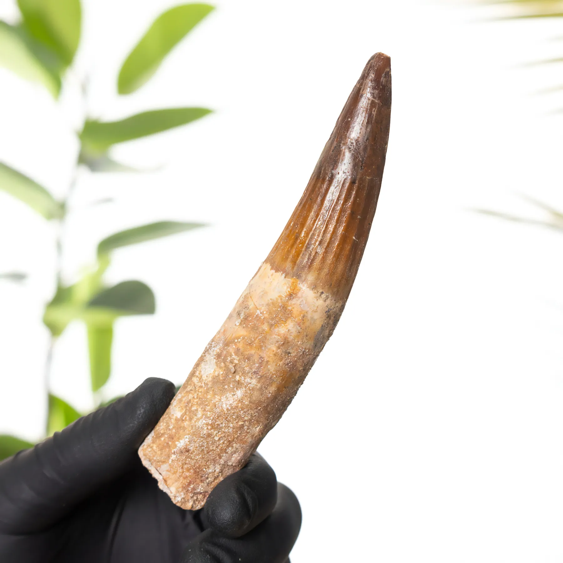 Minibeast 4,78 pollici Fossile di Dente di Spinosaurus (Spinosaurus aegyptiacus)