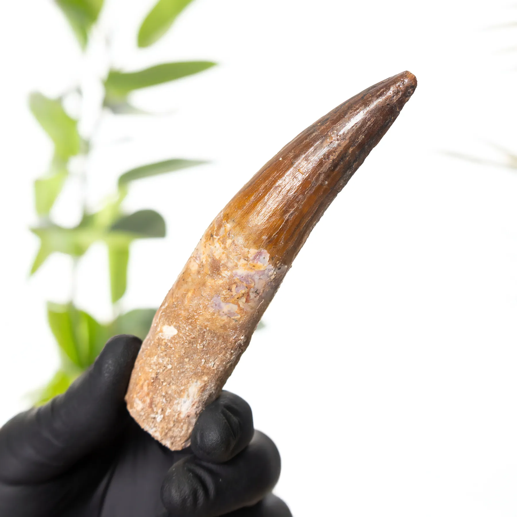 Minibeast 4,78 pollici Fossile di Dente di Spinosaurus (Spinosaurus aegyptiacus)