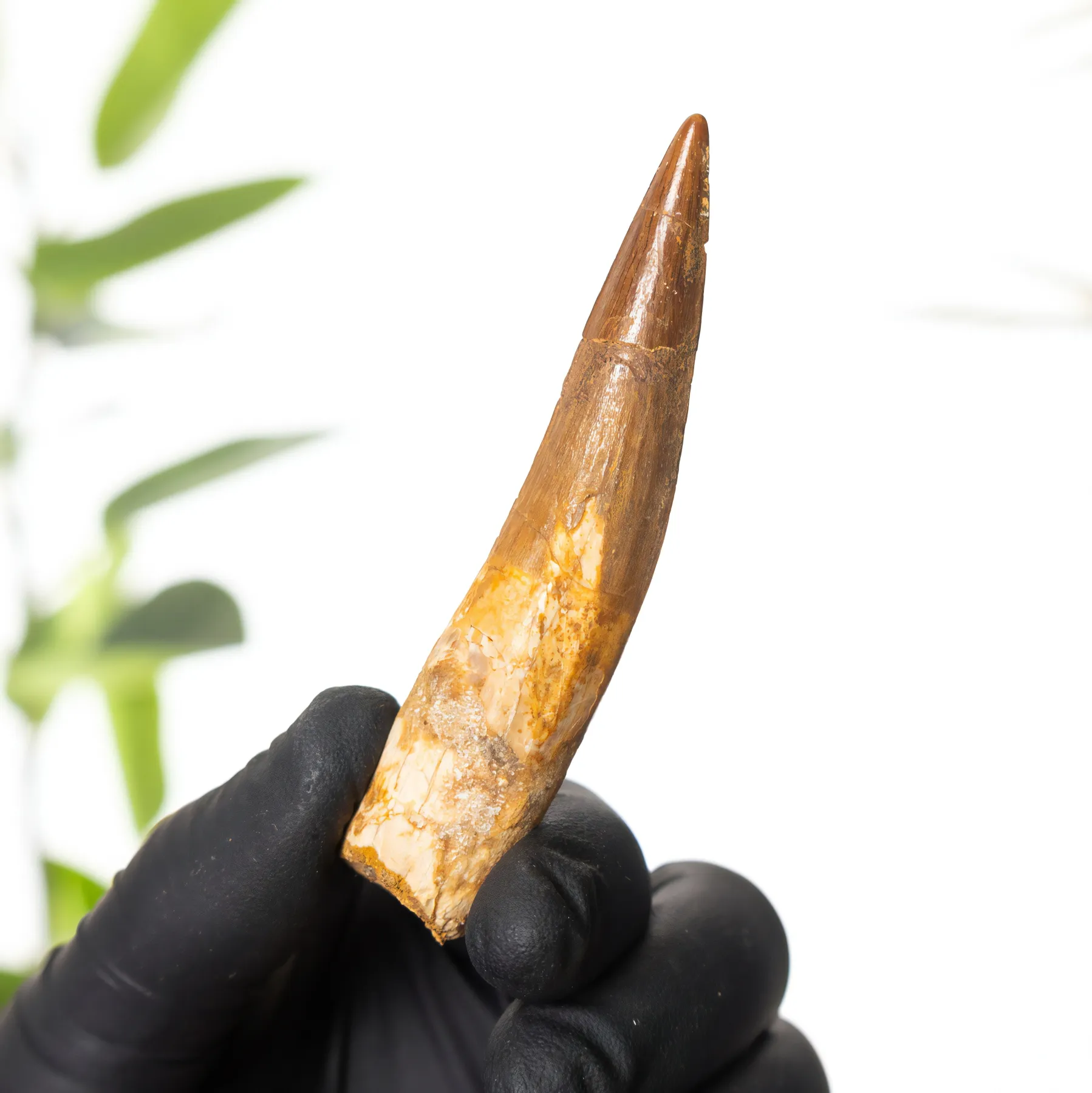 3 Inch Spinosaurus Tooth Fossil (Spinosaurus aegyptiacus) Minibeast 3 Inch Spinosaurus Tooth Fossil (Spinosaurus aegyptiacus)