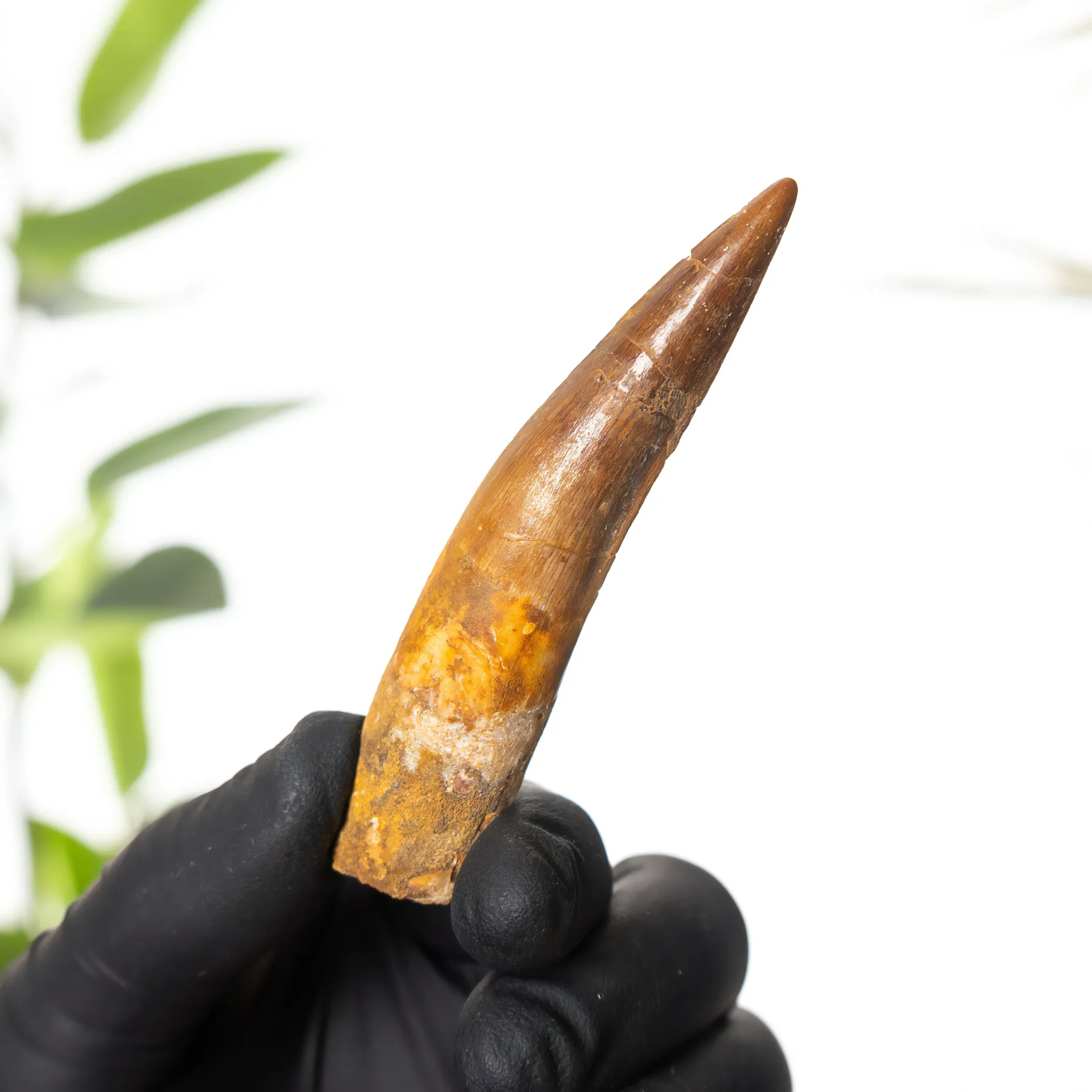 3 Inch Spinosaurus Tooth Fossil (Spinosaurus aegyptiacus) Minibeast 3 Inch Spinosaurus Tooth Fossil (Spinosaurus aegyptiacus)