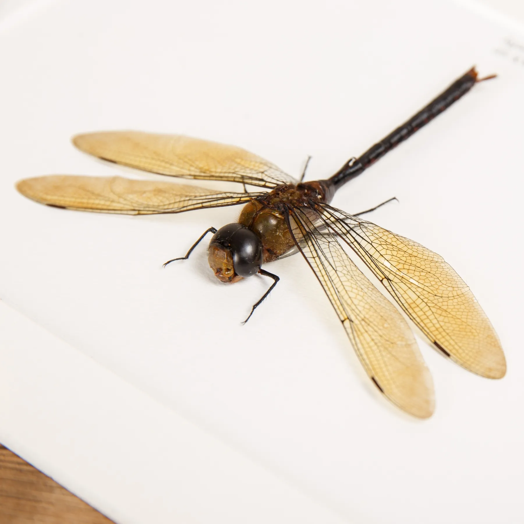 Dragonfly In Box Frame (Anax sp)