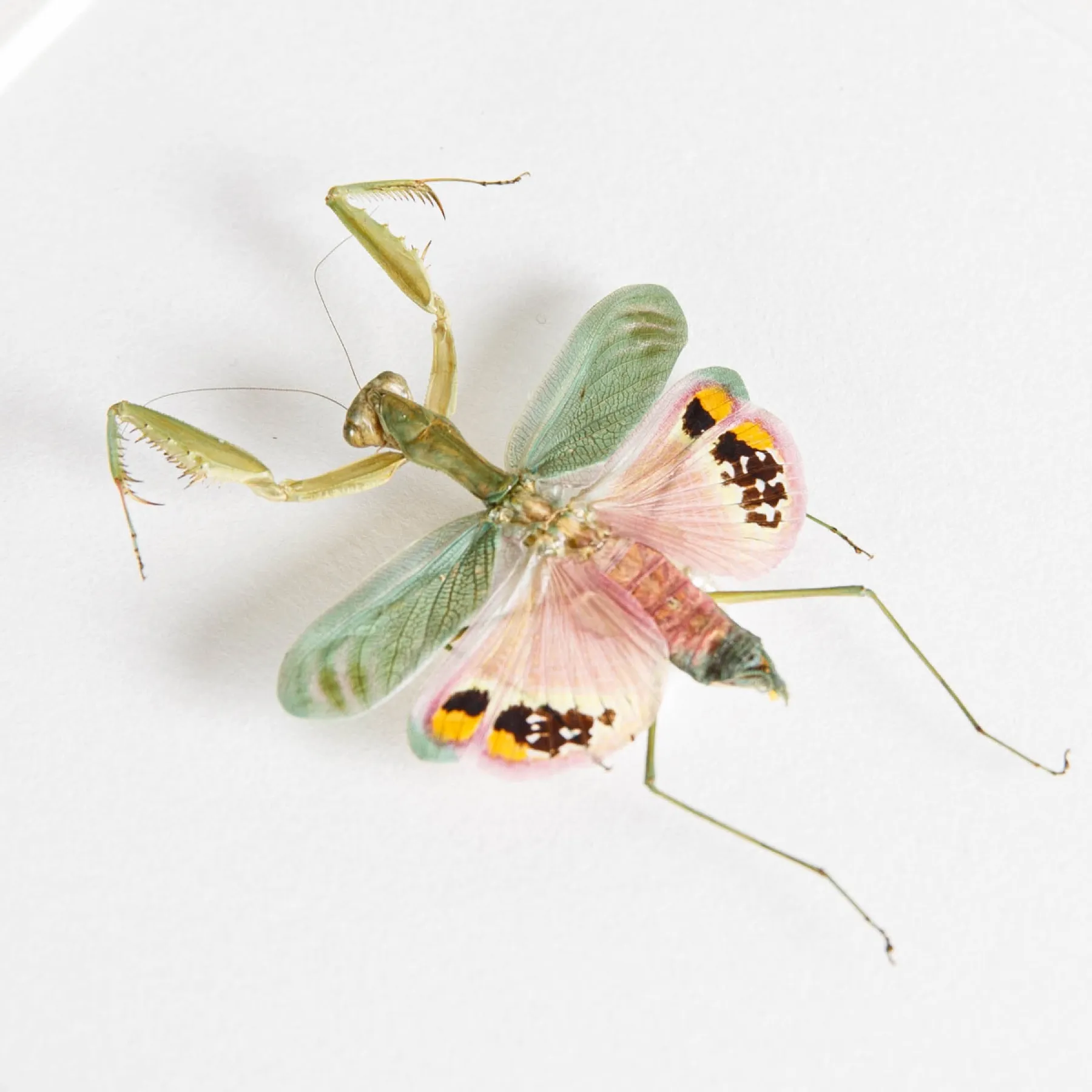 Minibeast Umbrella Mantis In Box Frame (Caliris elegans)