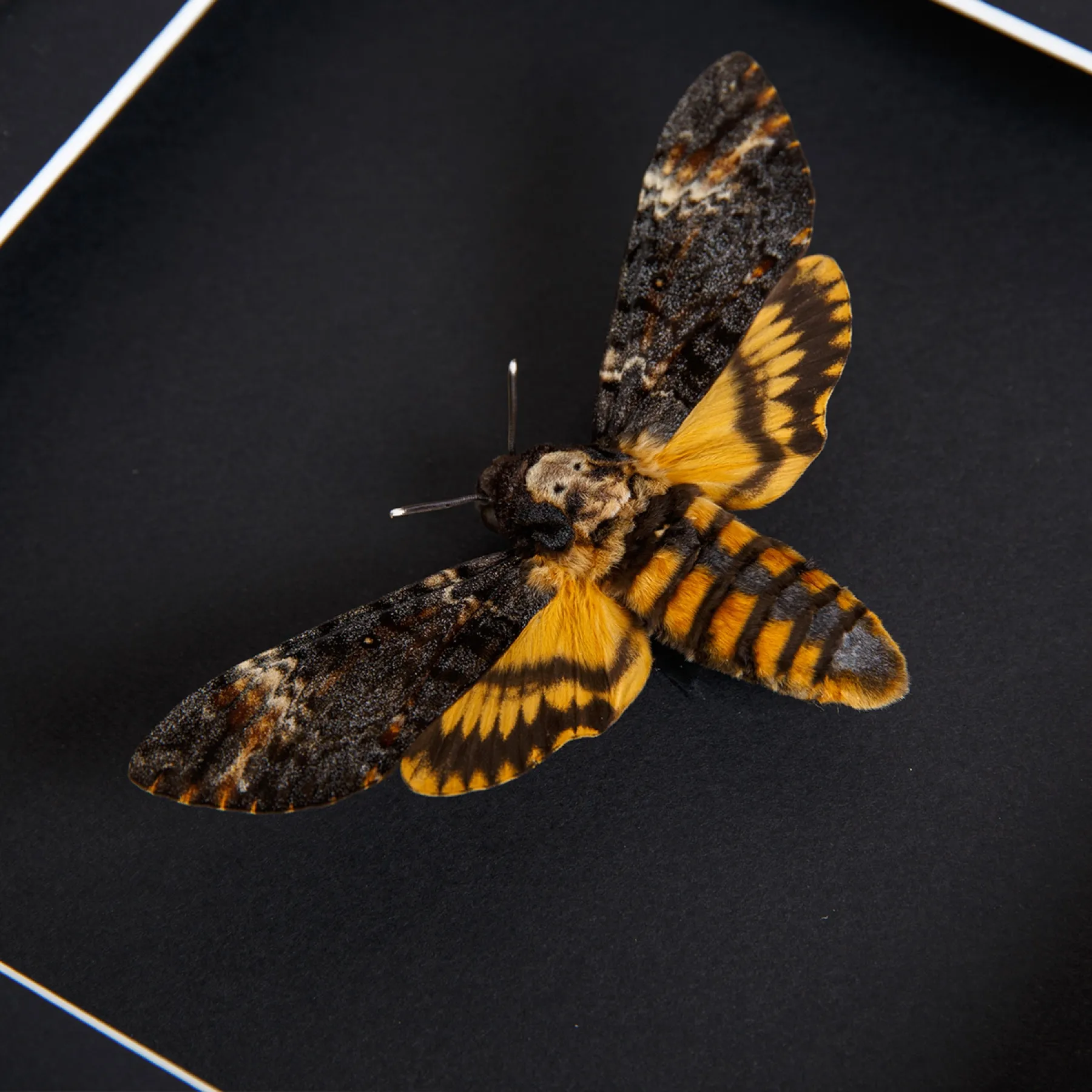 Death's Head Hawk Moth on Black Background In Baroque Style Box Frame (Acherontia atropos)