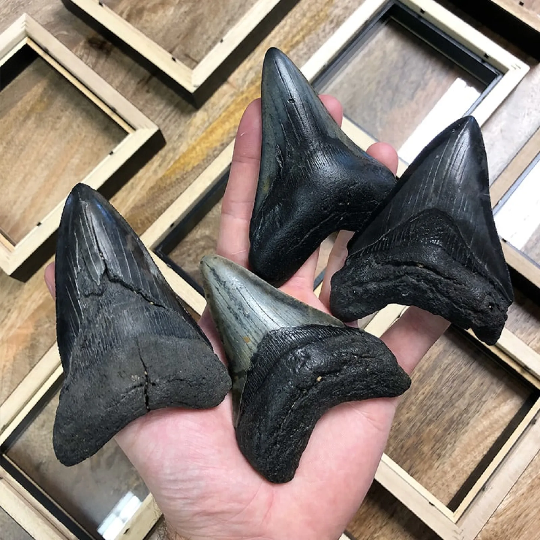 Minibeast 4.5 Inch Megalodon Shark Tooth Fossil Frame (Carcharodon megalodon)