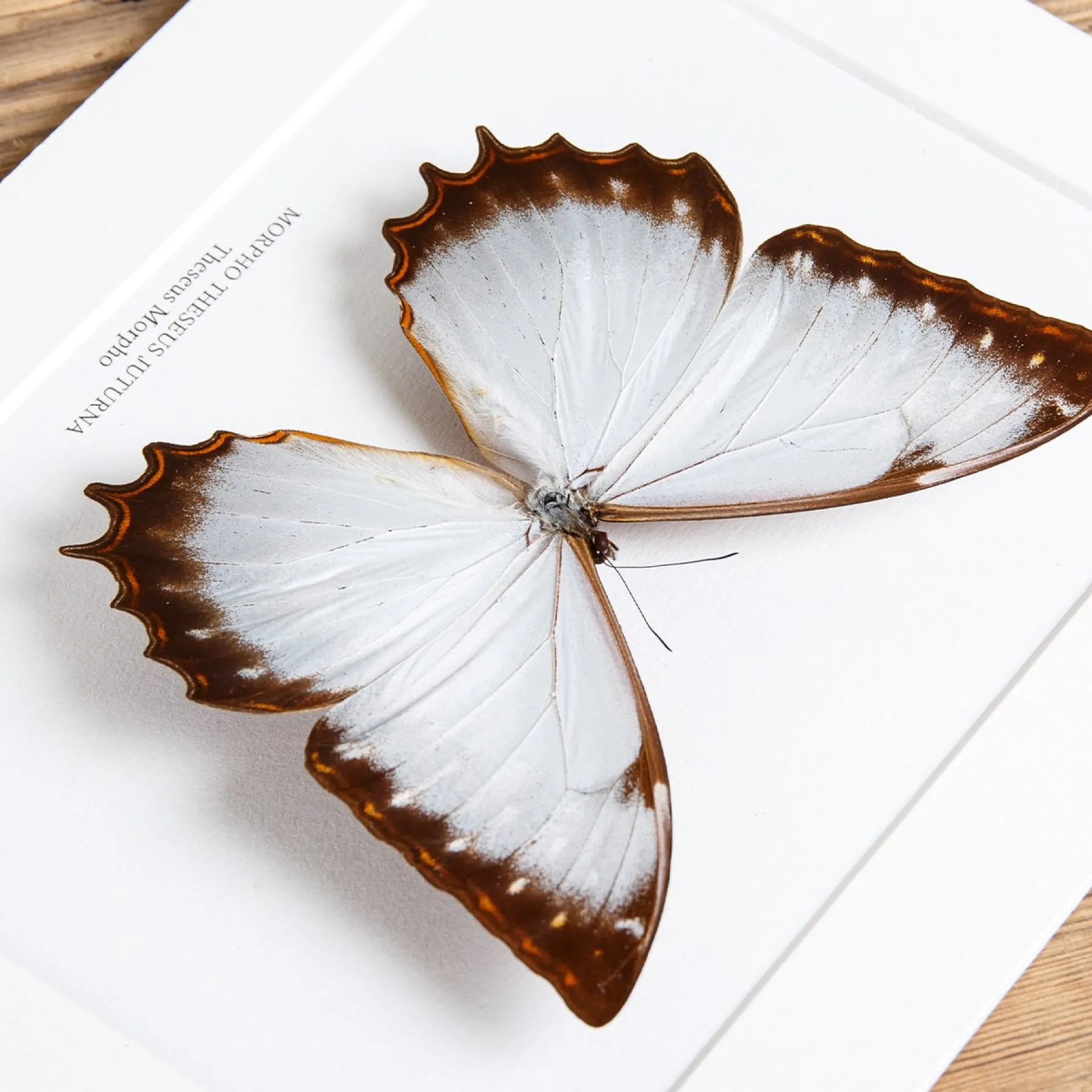 Theseus Morpho Butterfly In Box Frame (Morpho theseus juturna) Minibeast Theseus Morpho Butterfly In Box Frame (Morpho theseus juturna)