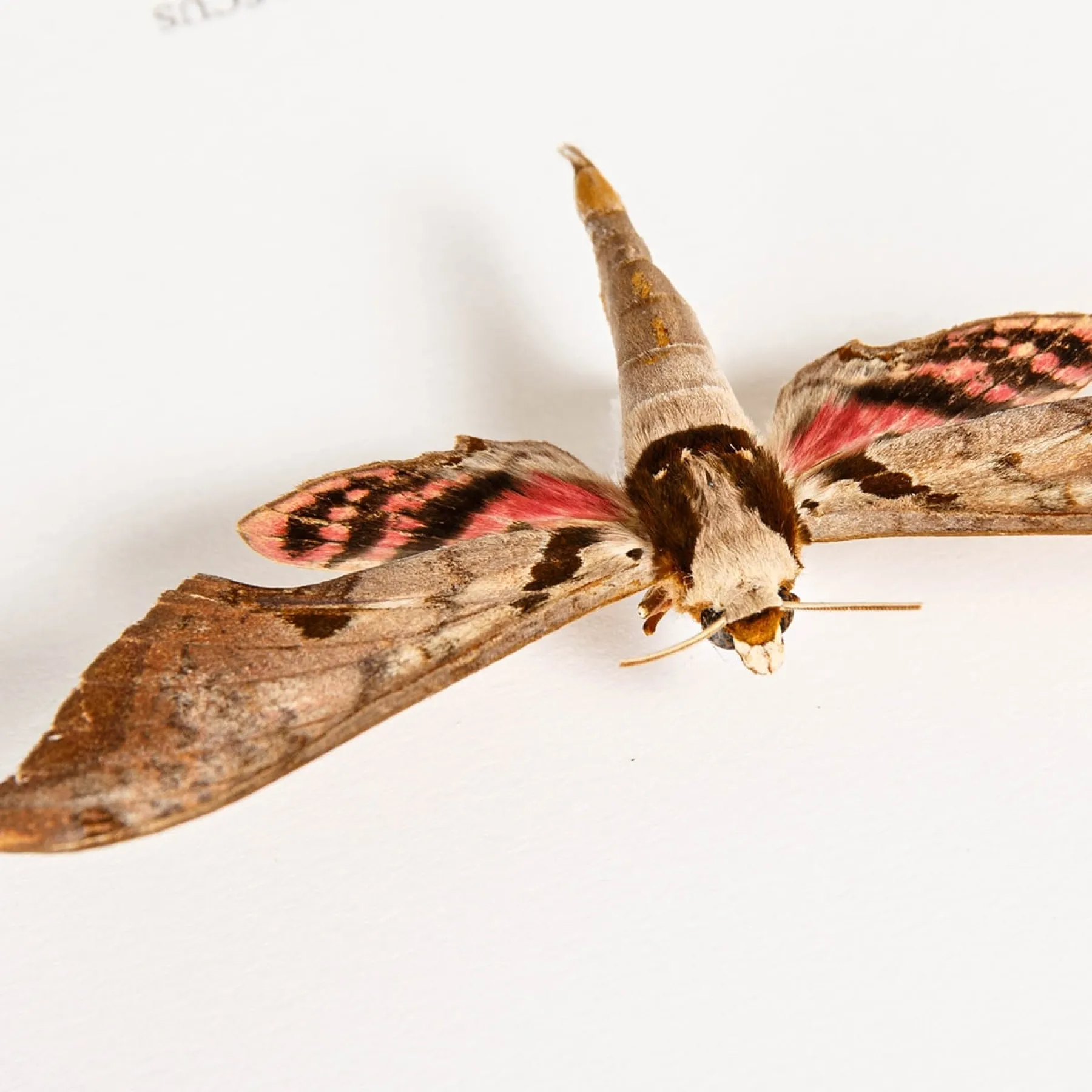 Minibeast Sphinx Moth In Box Frame (Adhemarius gannascus)