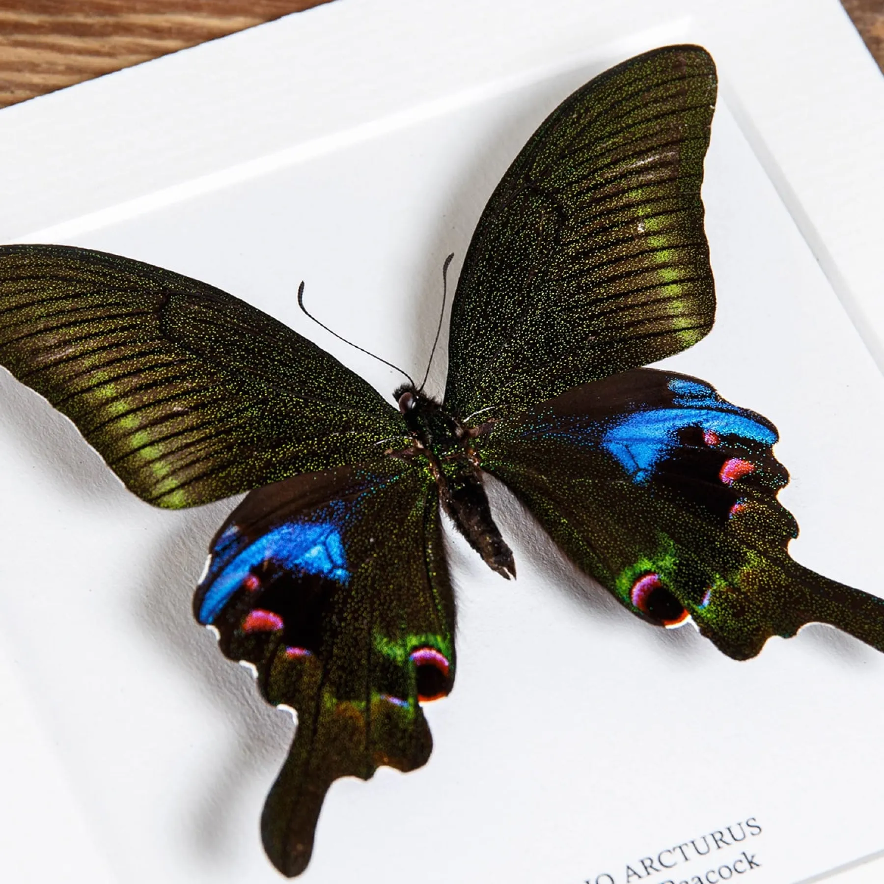 Minibeast Blue Peacock Butterfly Trio In Box Frame (Papilio paris, arcturus & maackii)
