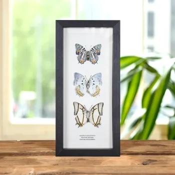 Multi Butterfly Trio In Box Frame (Baeotus amazonicus, Polyura delphis & eudamippus)