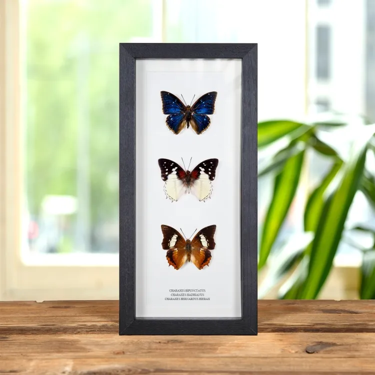 Cadre de Papillon Charaxes Multi Spécimen (Charaxes bipunctatus, Hadrianus et Bernardus Hierax)