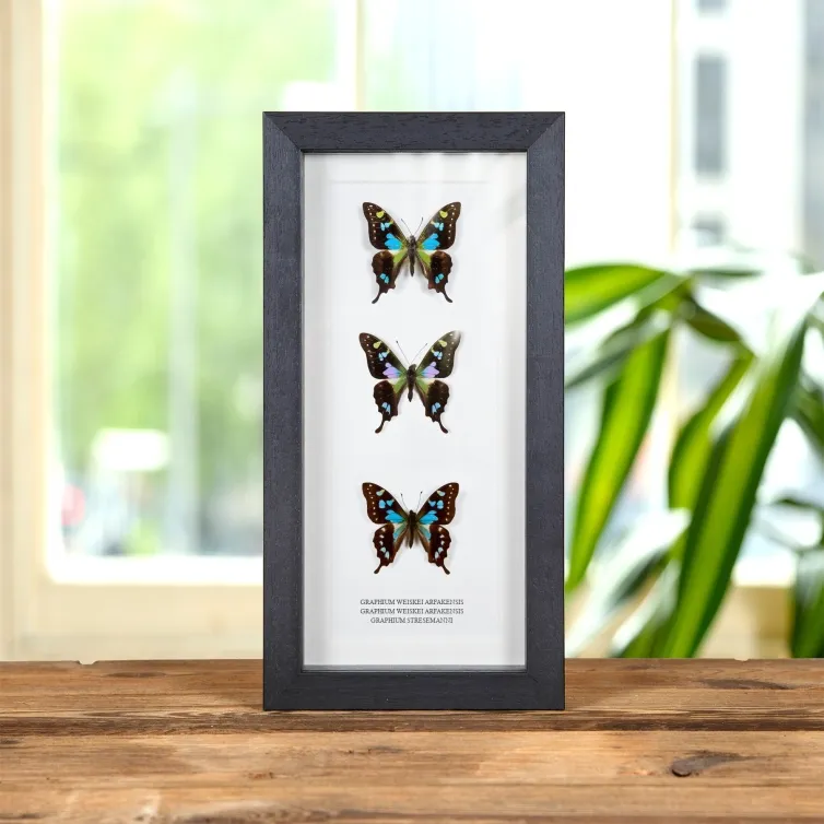 Multi Specimen Frame (Rare Aberration Graphium weiskei, Graphium weiskei arfakensis & stresemanni)