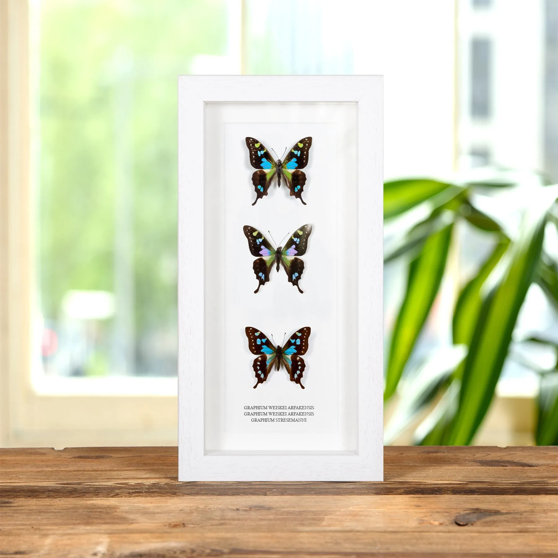 Multi Specimen Frame (Rare Aberration Graphium weiskei, Graphium weiskei arfakensis & stresemanni)