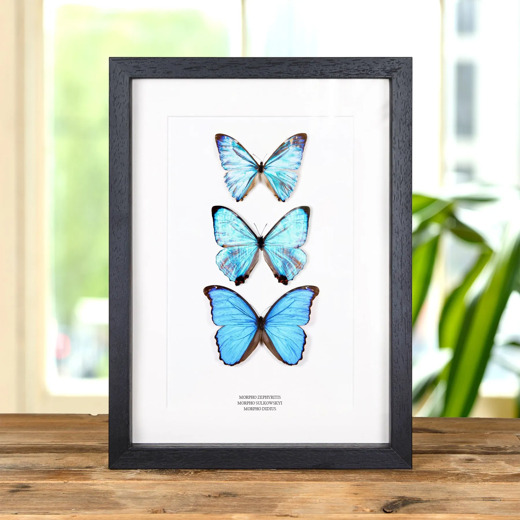 Minibeast Cadre Multi Spécimen (Morpho zephyritis, Sulkowskyi et Didius)
