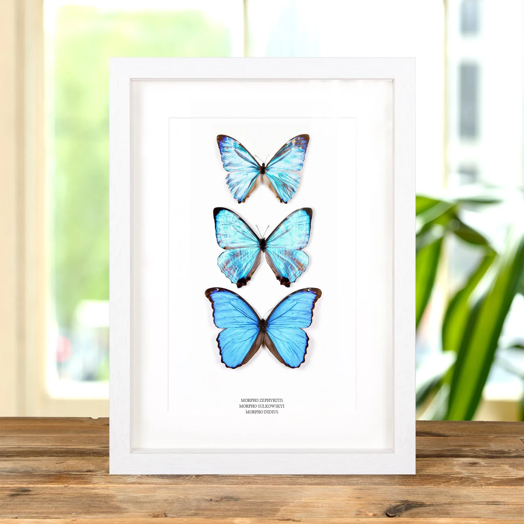 Minibeast Cadre Multi Spécimen (Morpho zephyritis, Sulkowskyi et Didius)