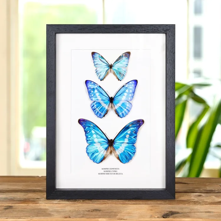 <strong>Multi Specimen Frame (Morpho zephyritis, cypris & rhetenor helena)</strong><br>Price: £259.99<br>Frame Size: 10 x 14 Multi Specimen Frame (Morpho zephyritis, cypris & rhetenor helena)