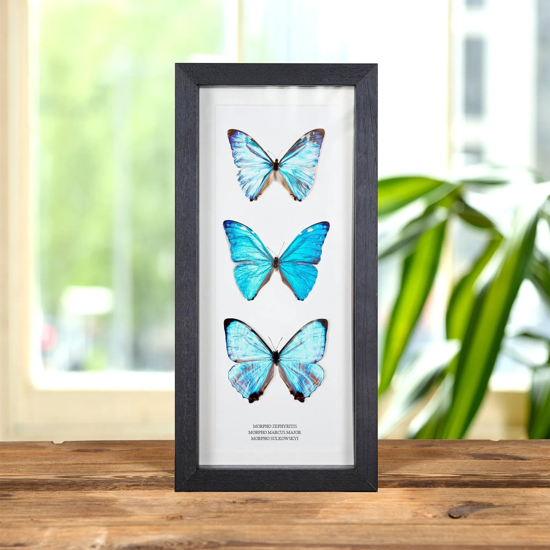 Multi Specimen Frame (Morpho zephyritis, marcus major & sulkowskyi) Minibeast Multi Specimen Frame (Morpho zephyritis, marcus major & sulkowskyi)